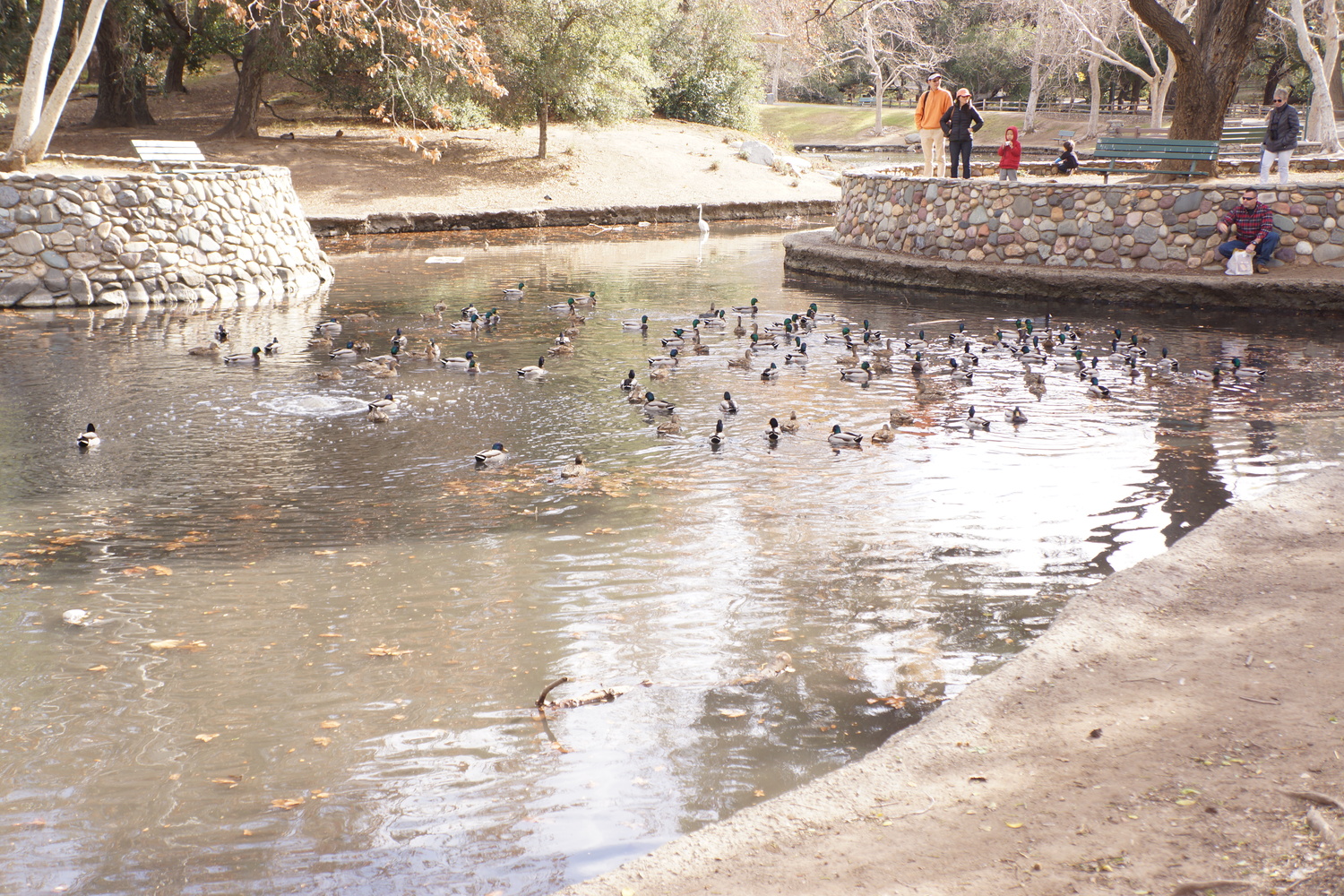 Irvine 内的某个公园里的池塘