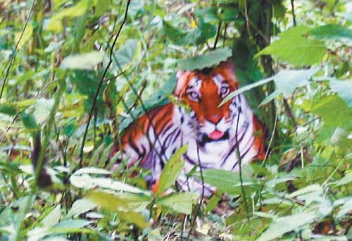 周正龙拍摄的华南虎