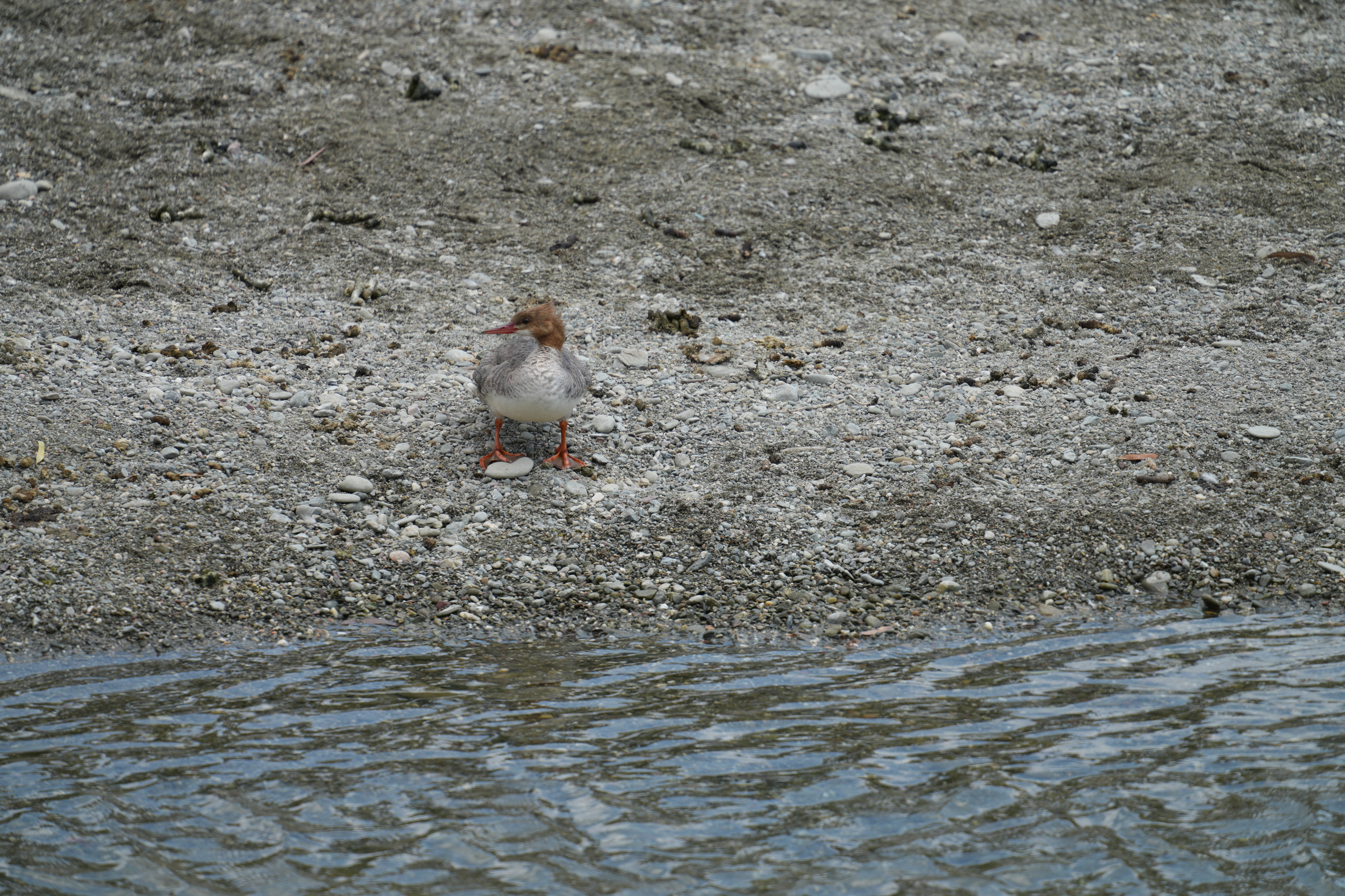 有些静态物体放大了仔细看是模糊的，这是因为摄影器材比较重而我拿不稳
