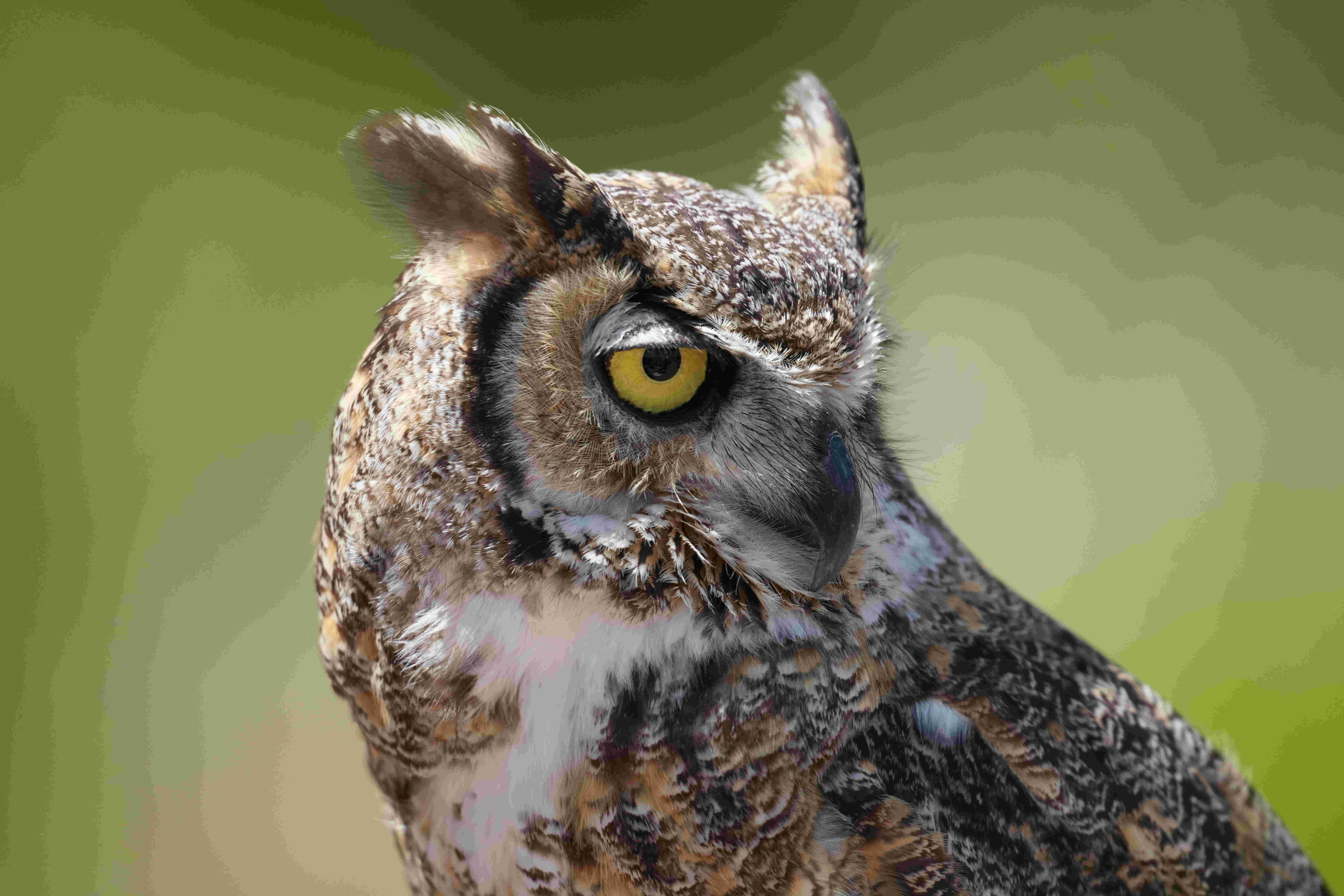 Processed Image, Resolution 8640x5760, Quality 10, Size 781 KB