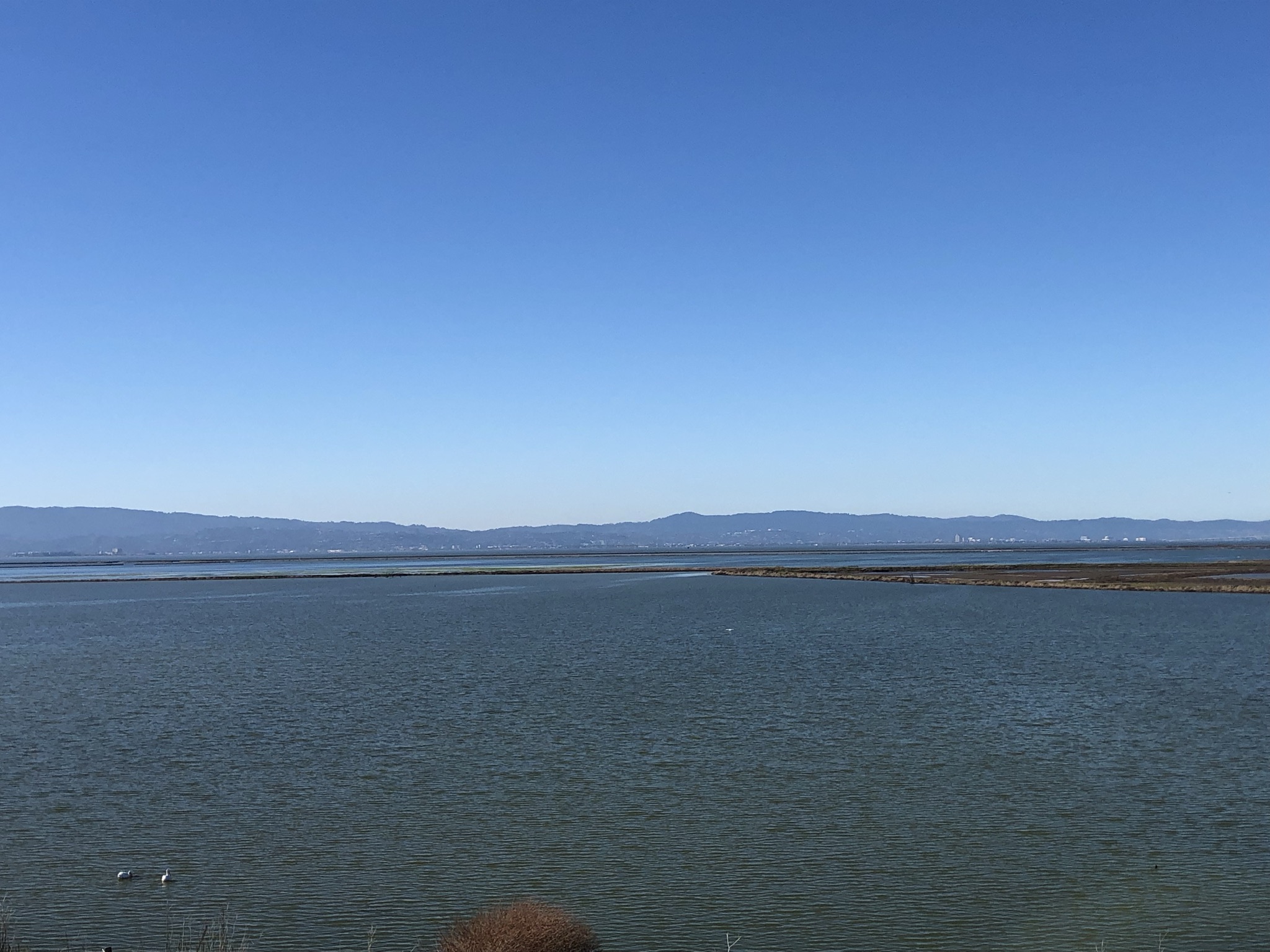 盐田里的水鸟