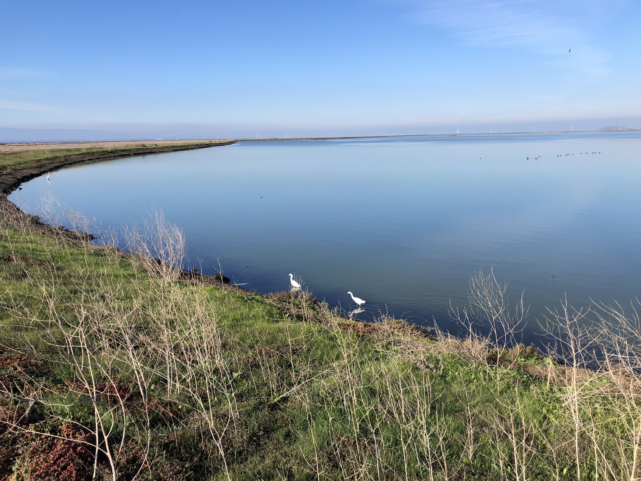 寻找食物的水鸟