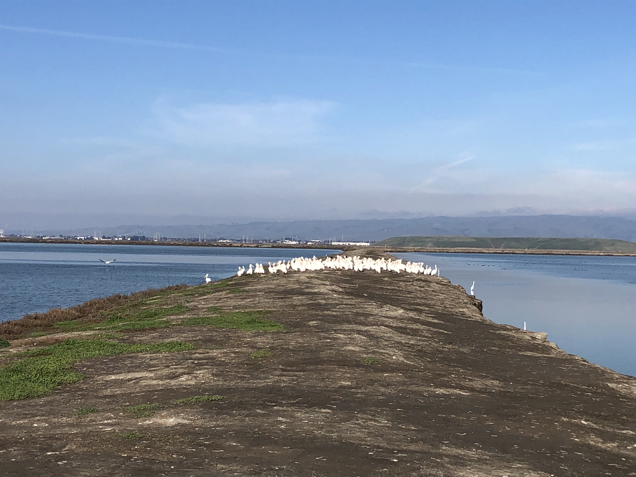 一大群“鹈鹄”组挡住去路