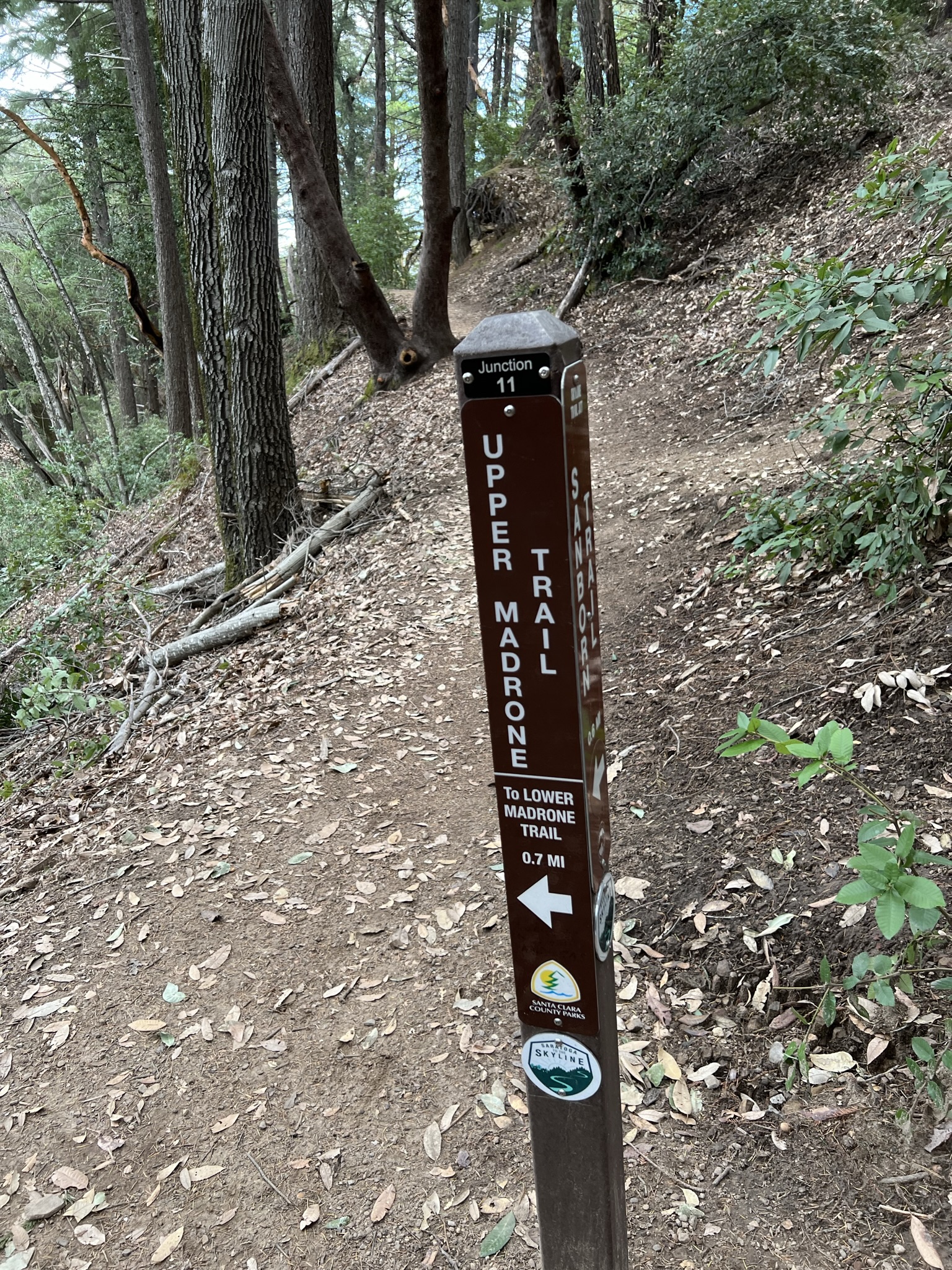 走到 Junction 11 接着走 Upper Madrone Trail 可以回到出发点