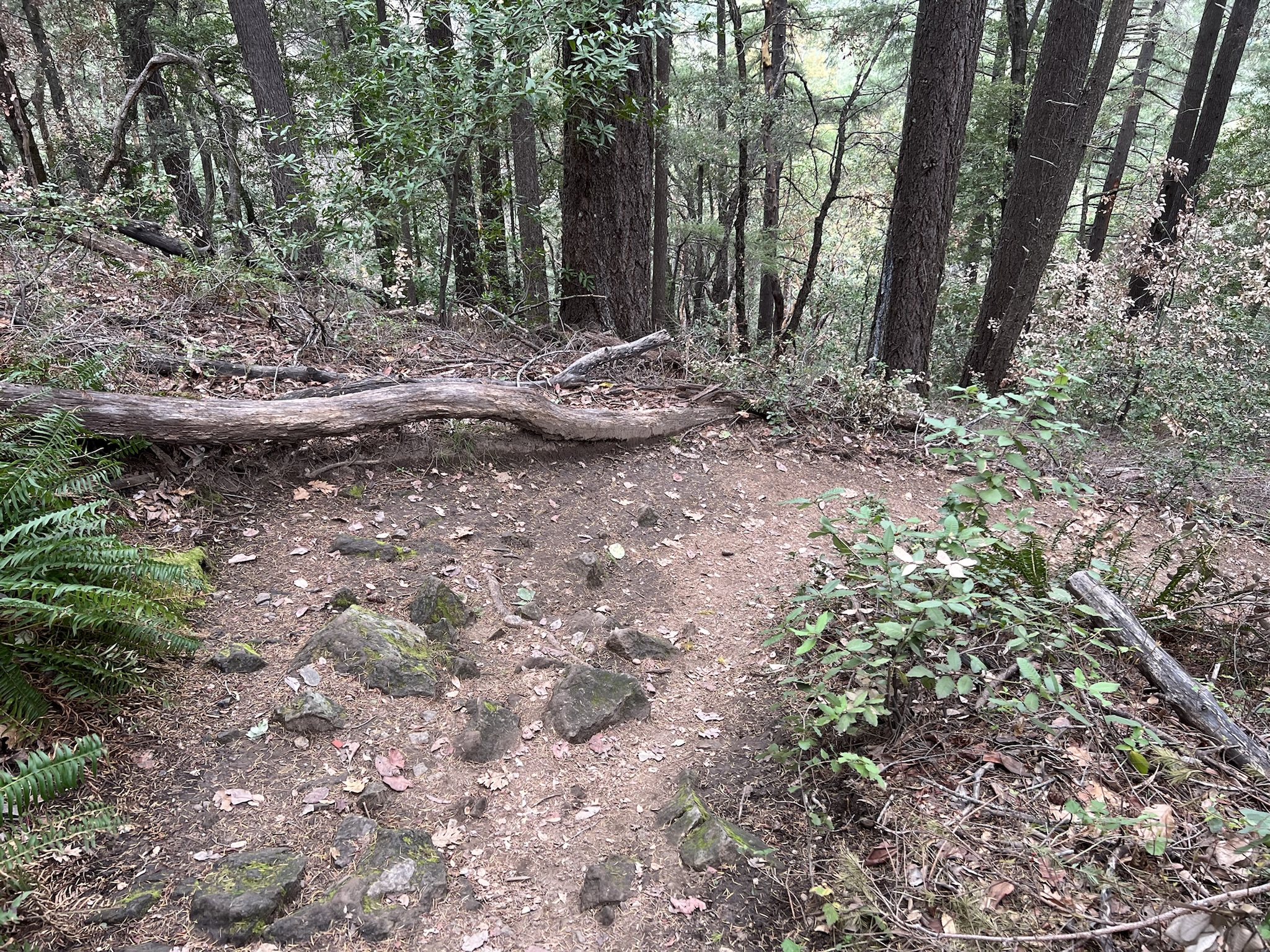 Upper Madrone Trail 是下山的路，也比较陡，但是路面还算比较宽阔