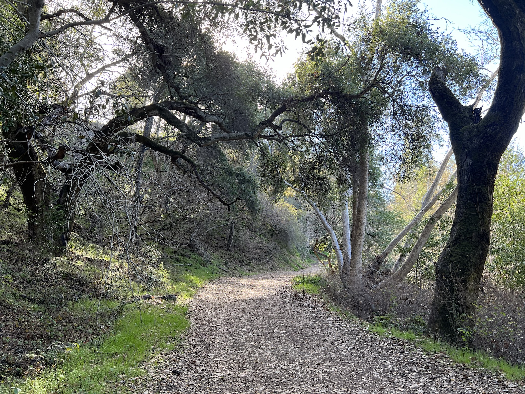 Tony Look / Stevens Creek Trail 入口