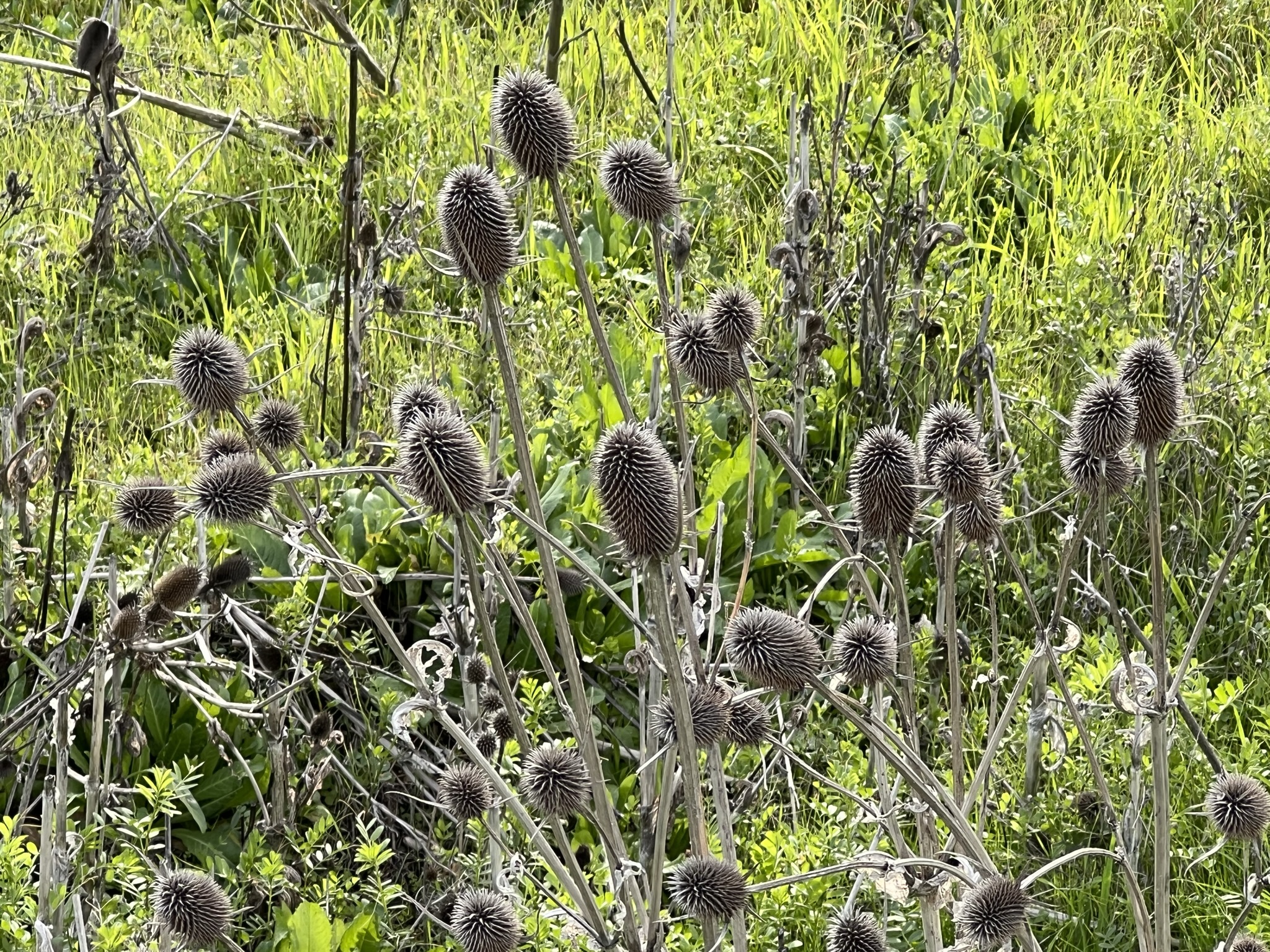不知名的恐怖的花草