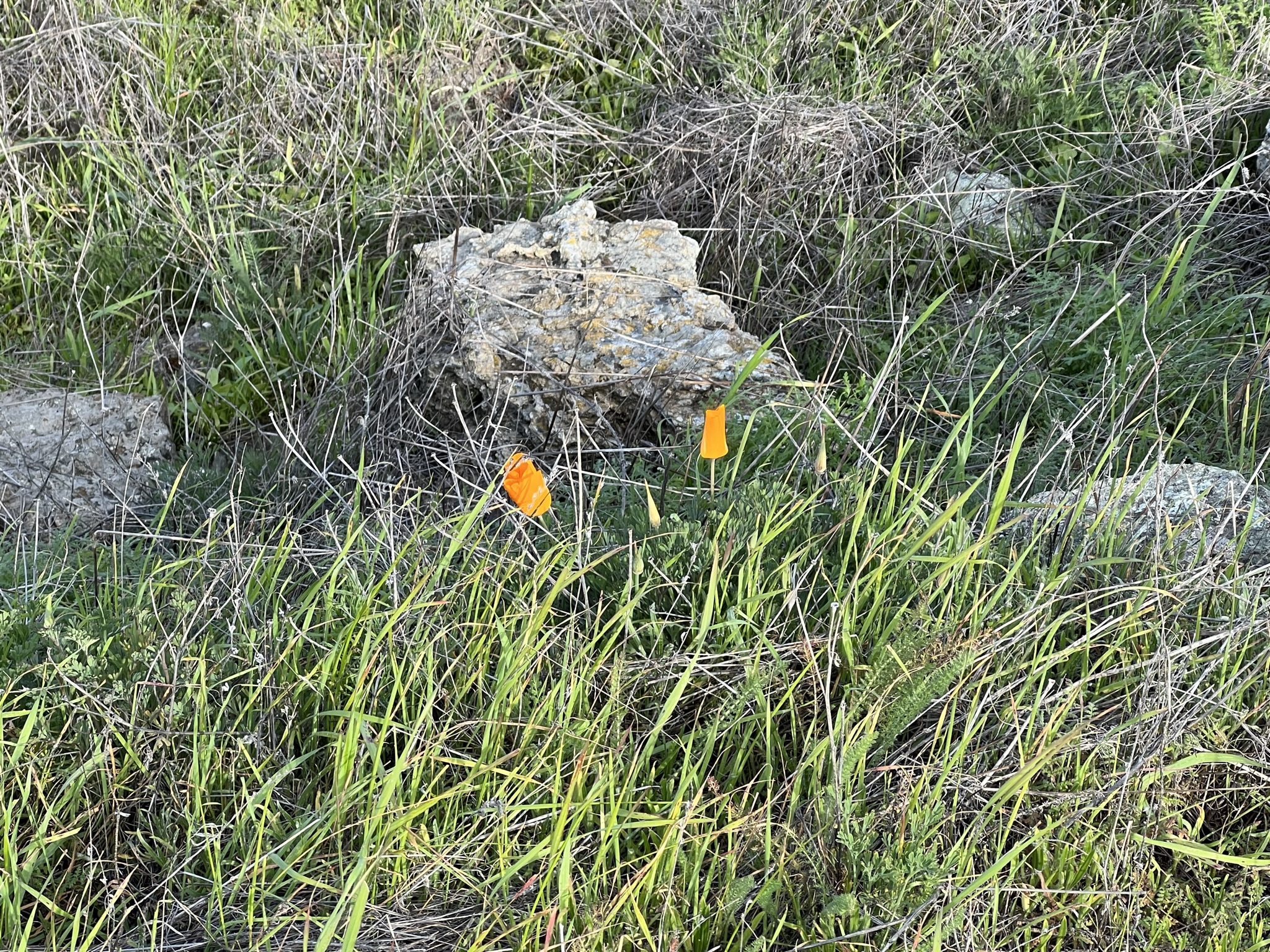 不知名的艳丽的花