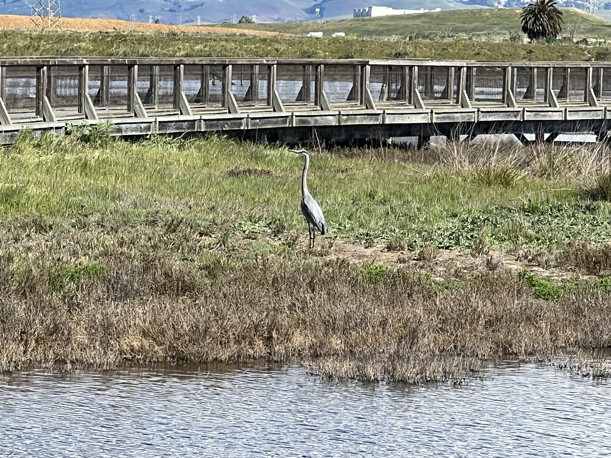 偶遇某种巨型鹭 Egret