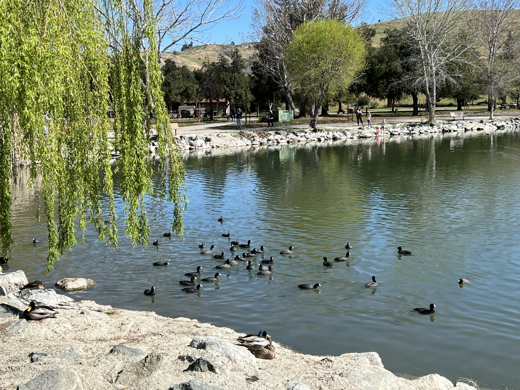 下饺子