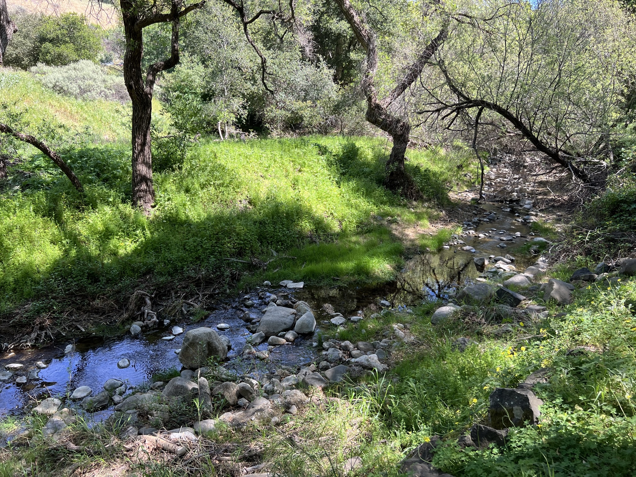 Penitencia Creek