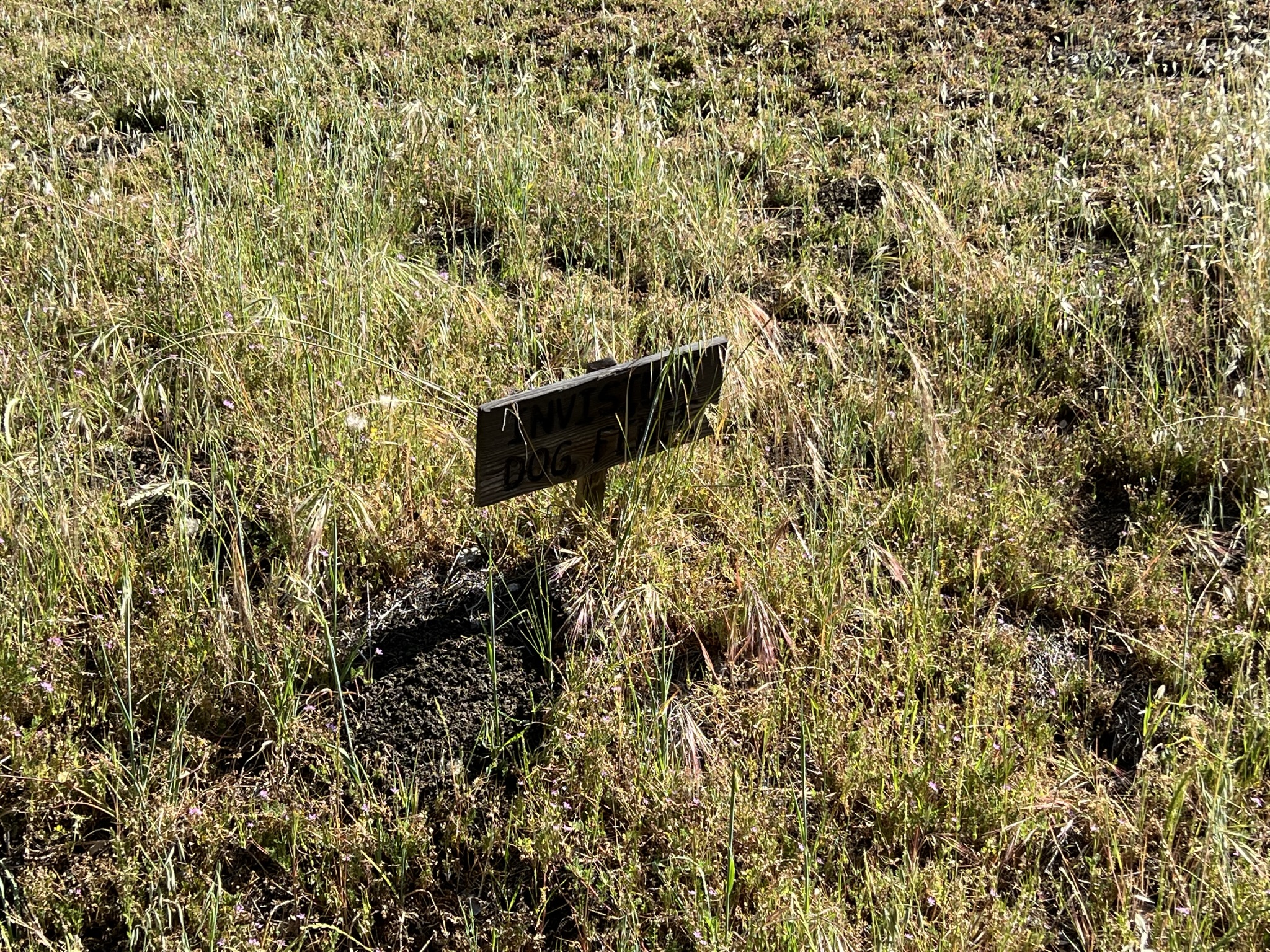Invisible Dog Fence 是什么？