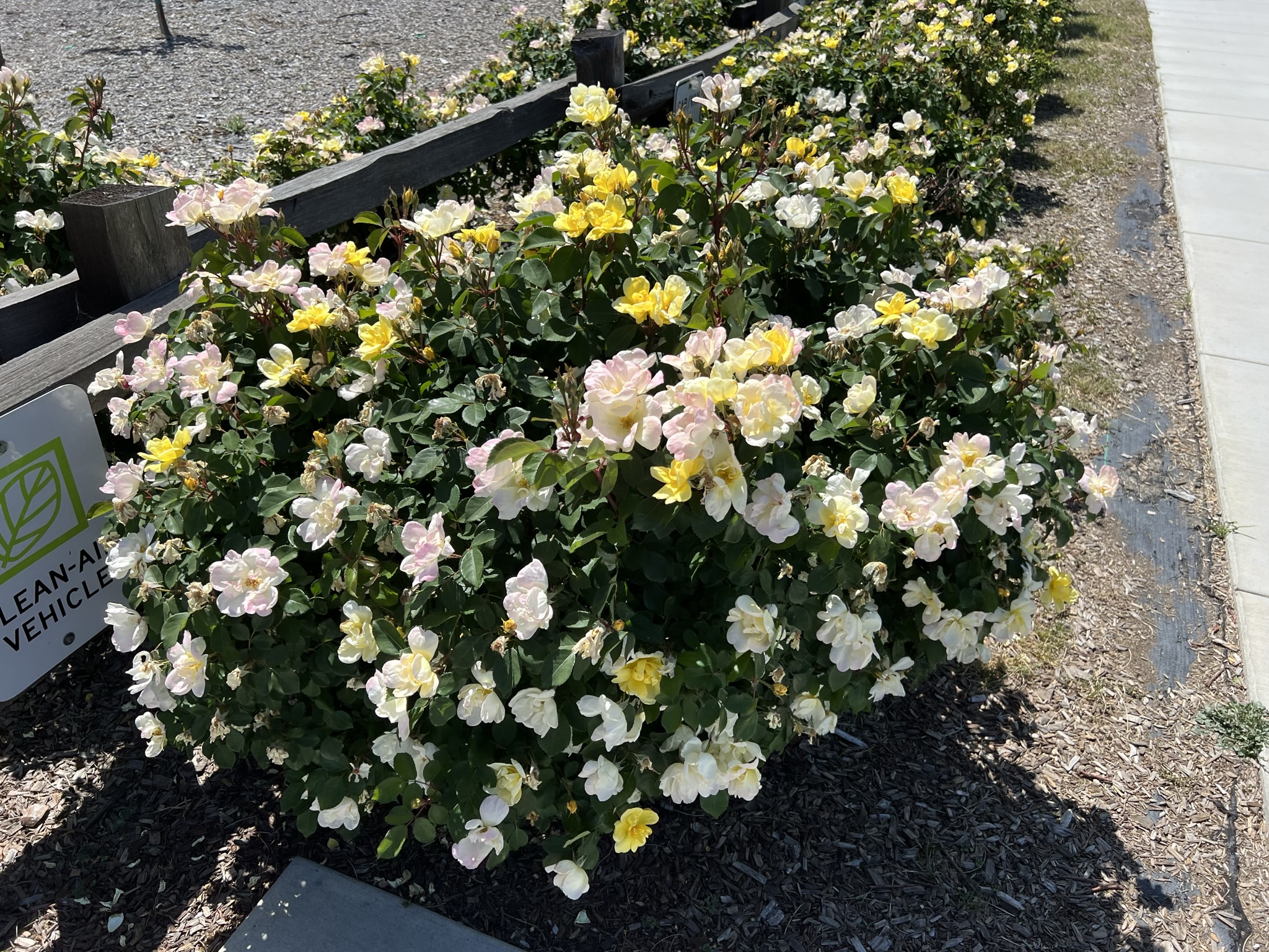 停车场旁的花