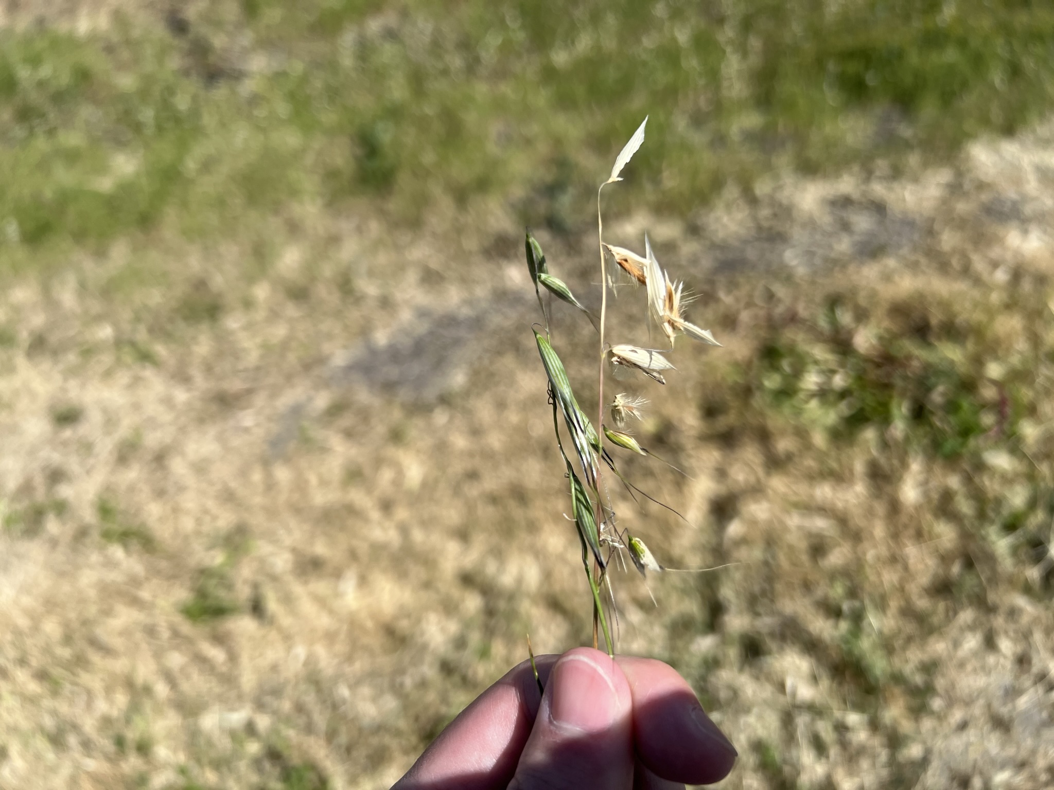 类似于麦子的野草，里面有松鼠可以吃的果实
