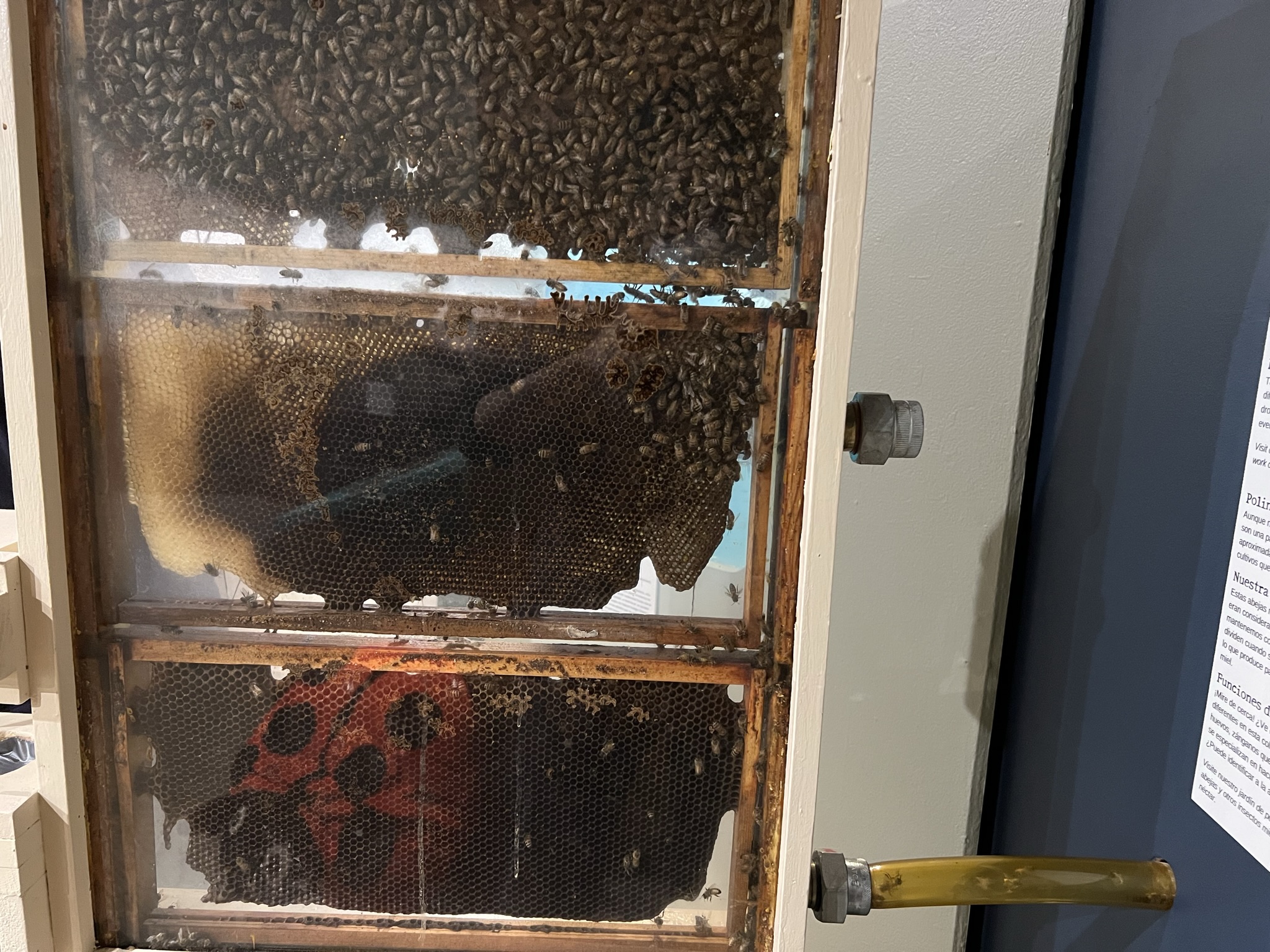 峰巢，蜜蜂可以通过管子飞到外面