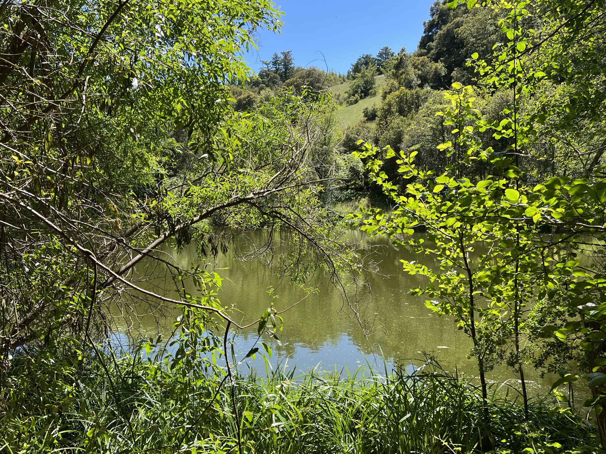 山里有个湖，在慈元寺（Jikoji Zen Center）后面