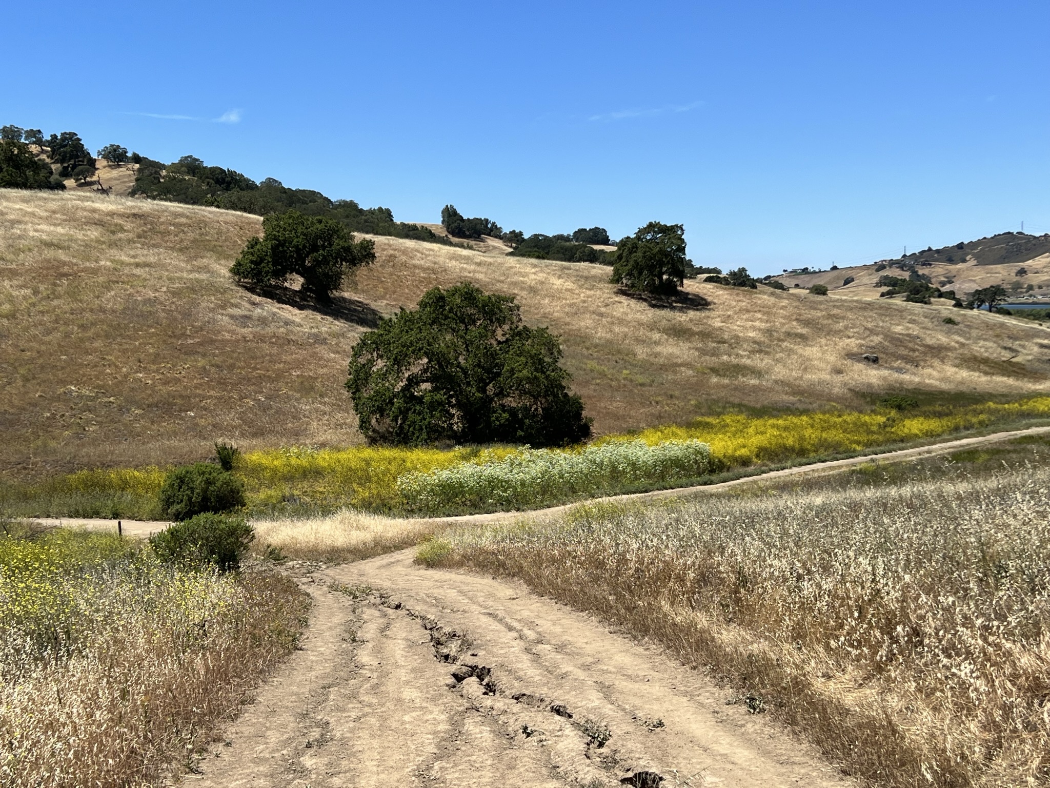 快回到起点，从高处看开始看到的野花丛