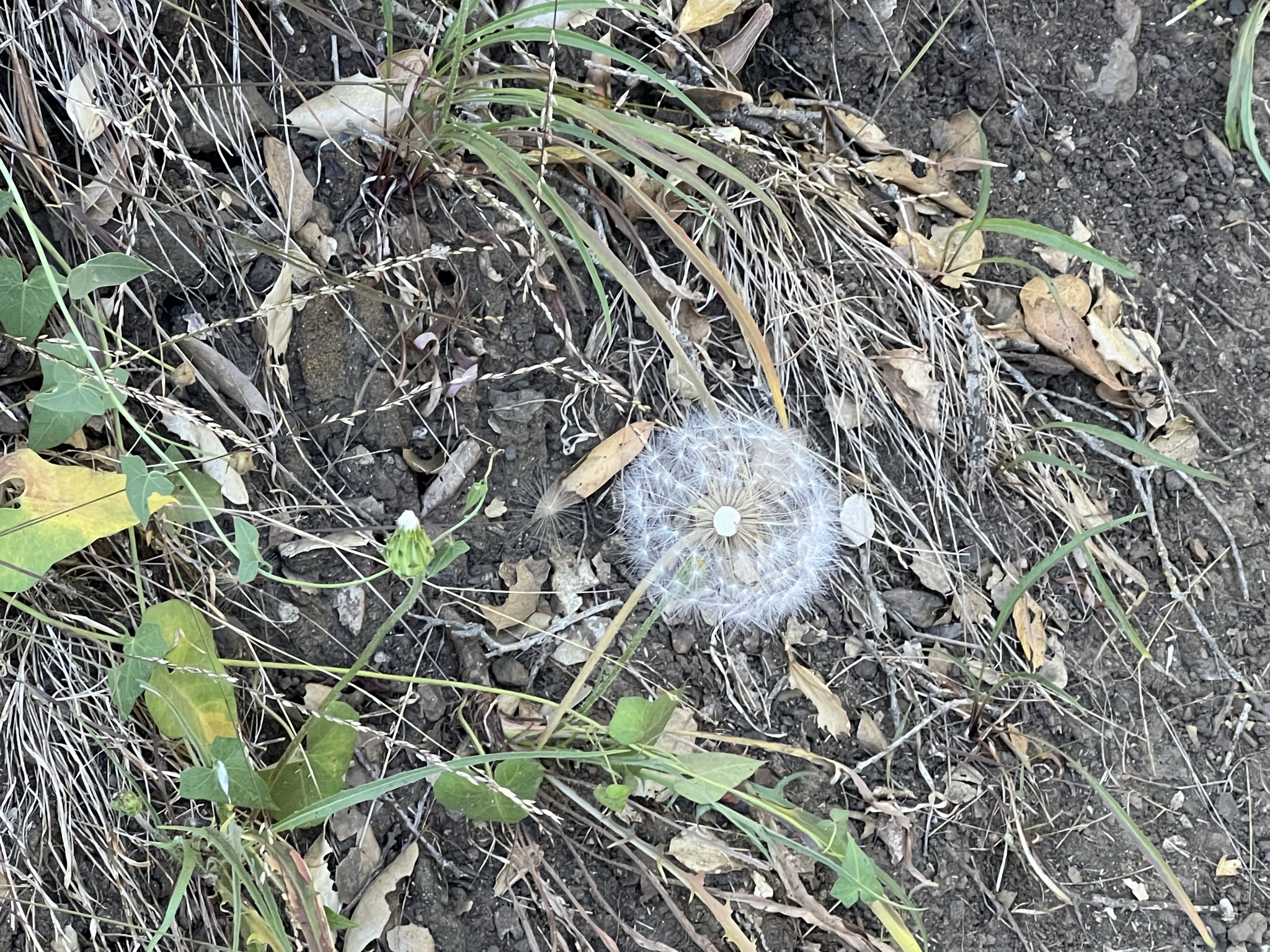 要是是我小时候手贱，就摘下来吹掉了