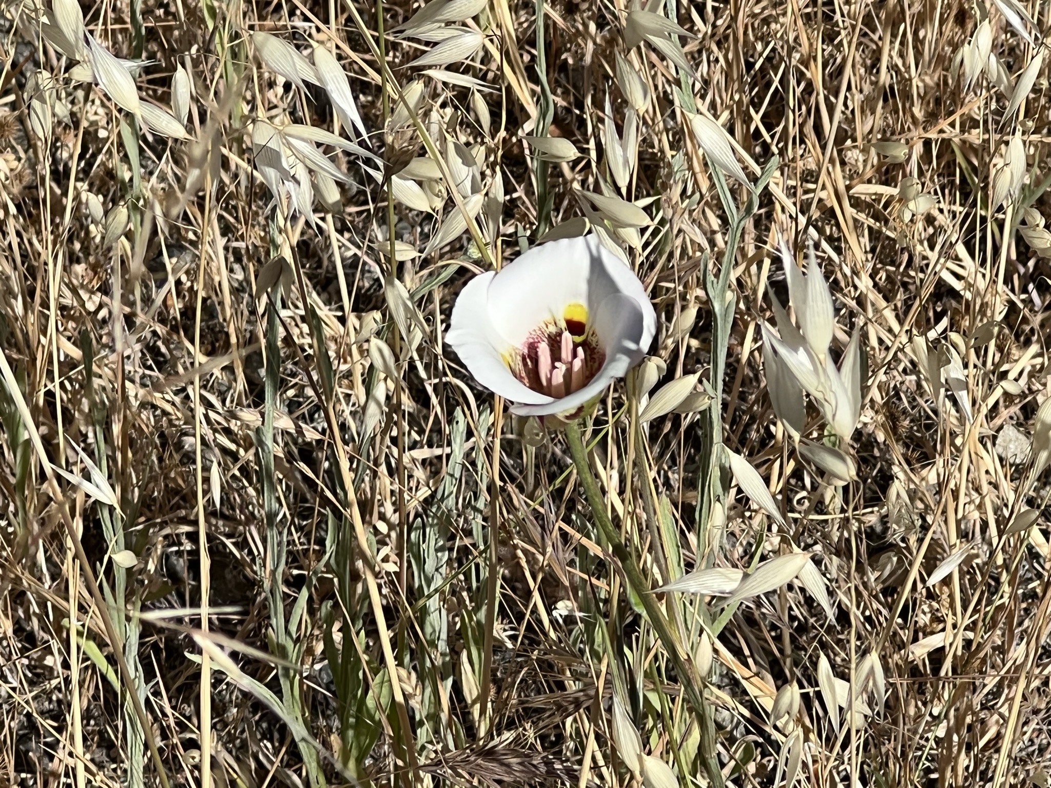 Clay Mariposa Lily (Calochortus argillosus)
