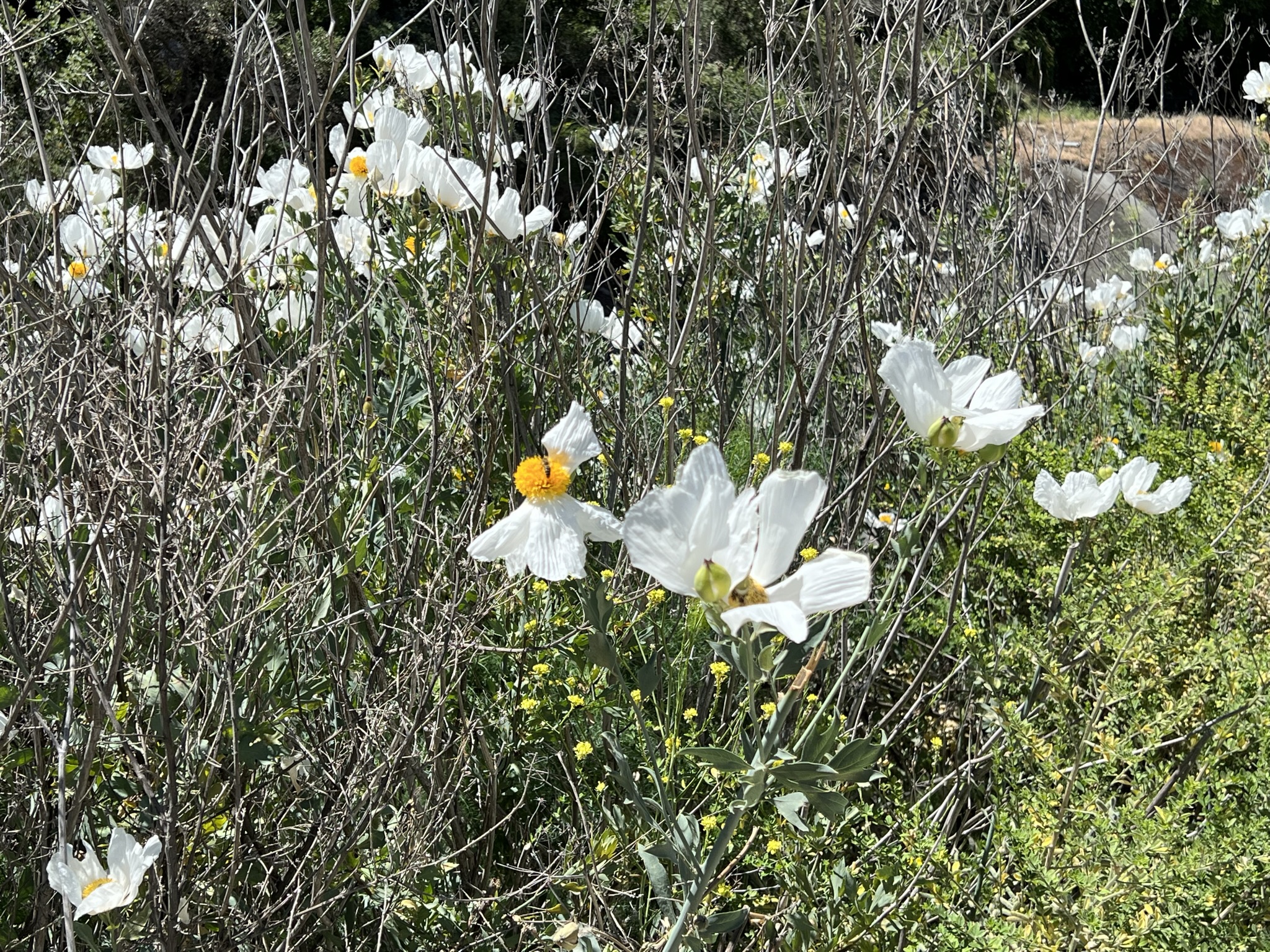 采蜜