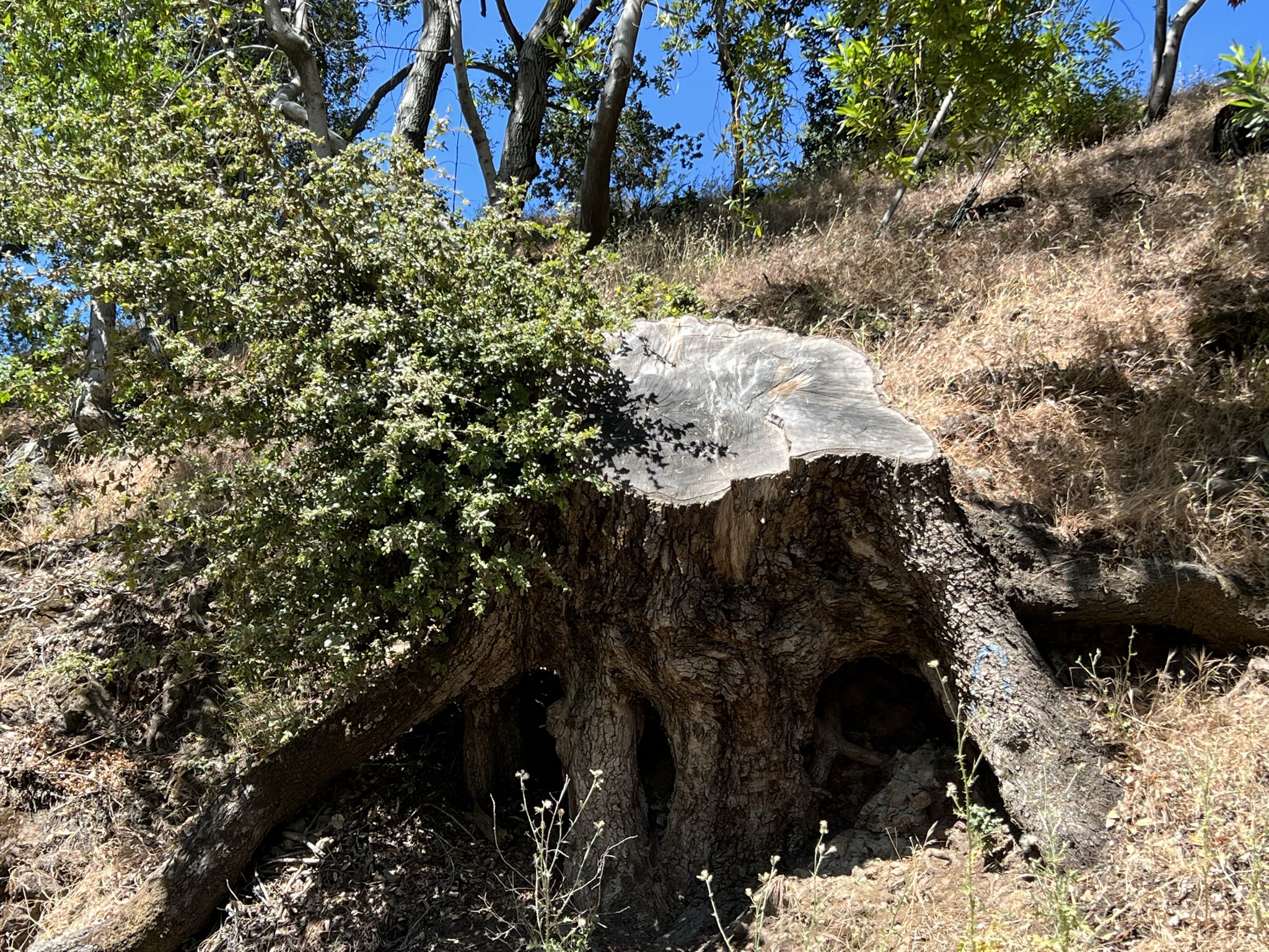 好粗的树桩