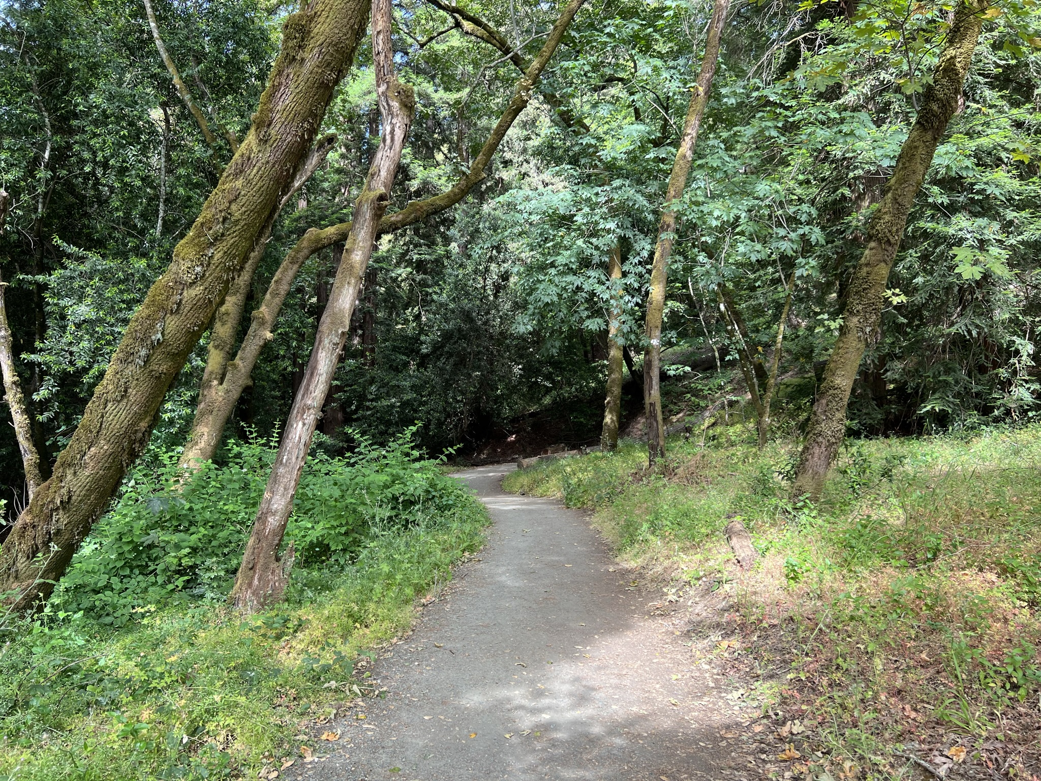 进入山林