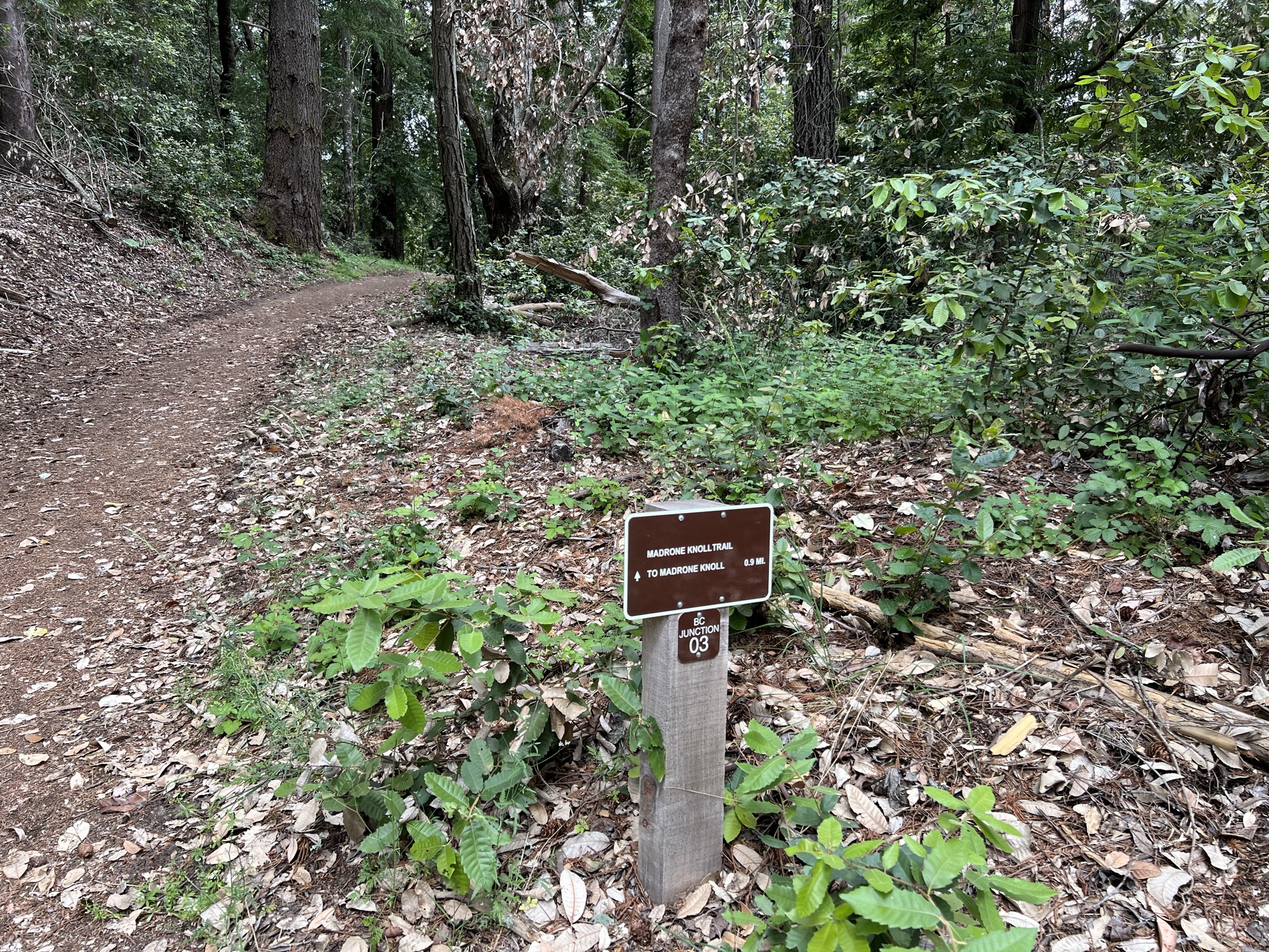 上面就是山顶