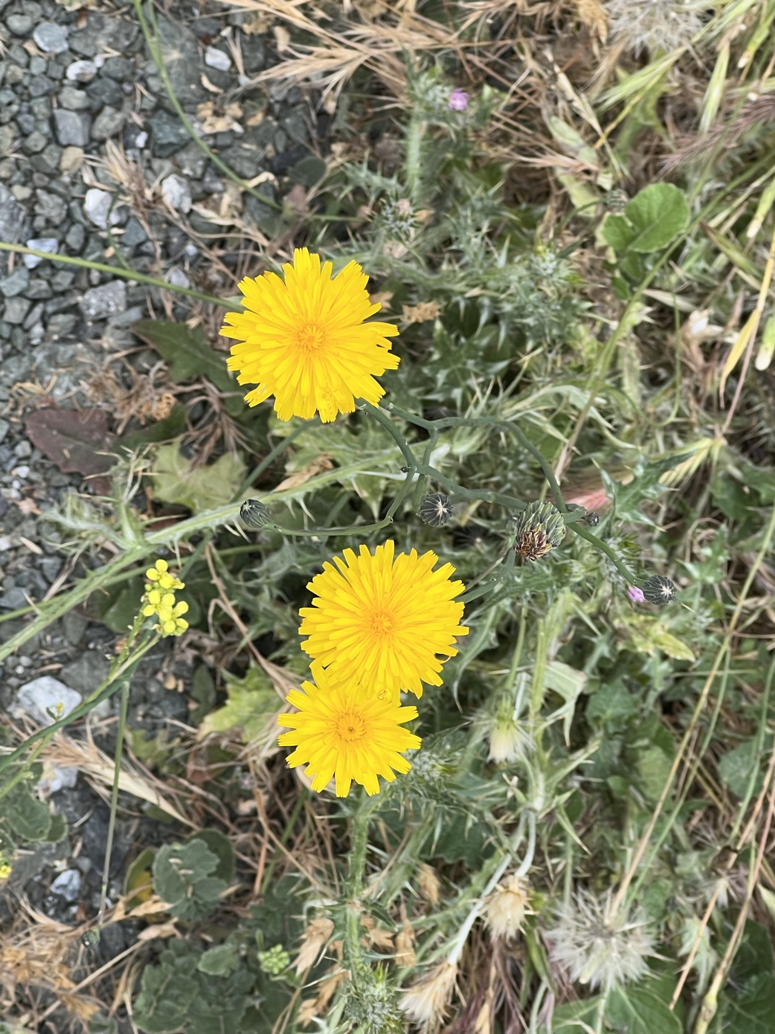 小黄花