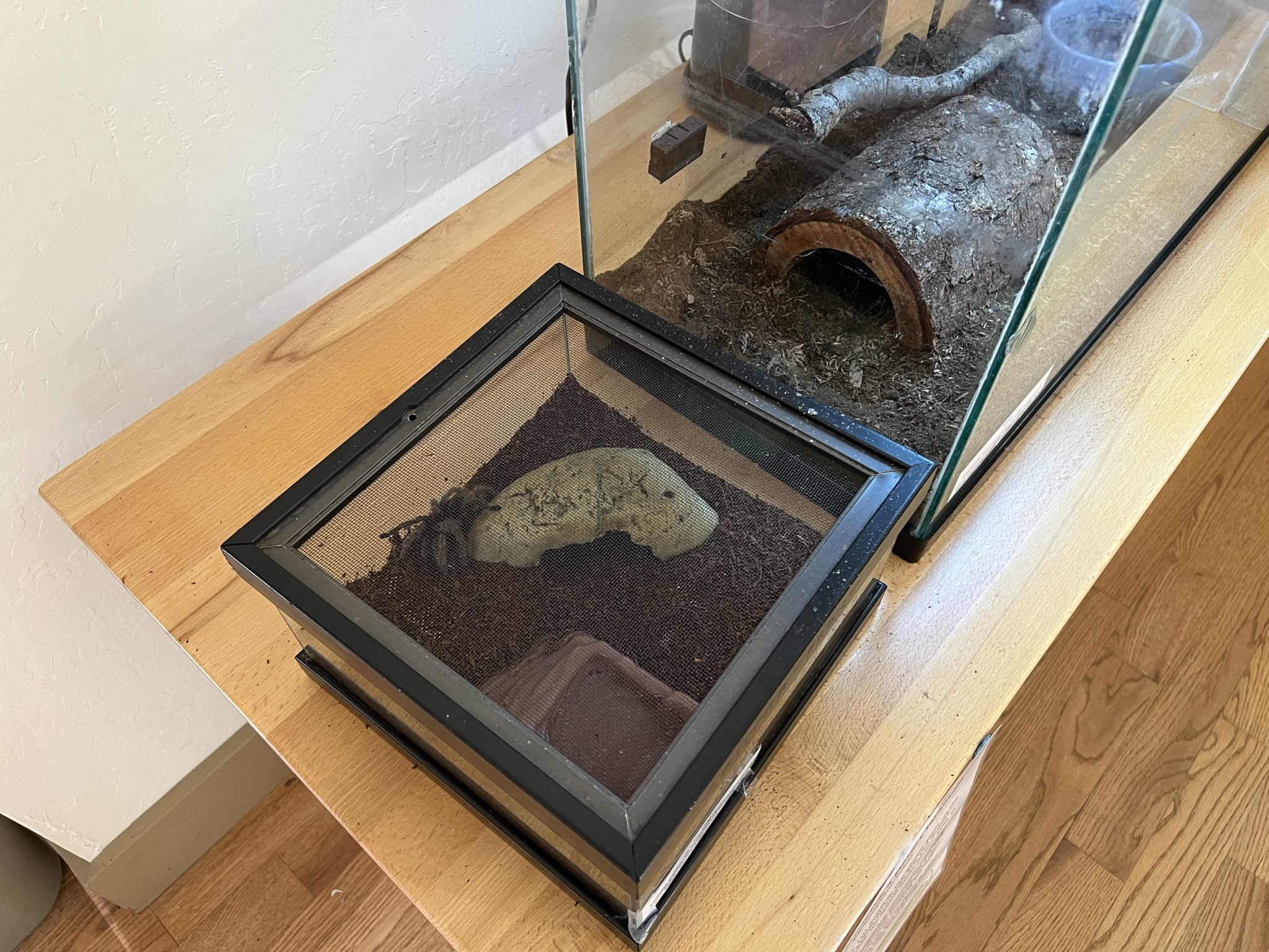 Visitor Center 里有冷血动物的展示，这是个蜘蛛