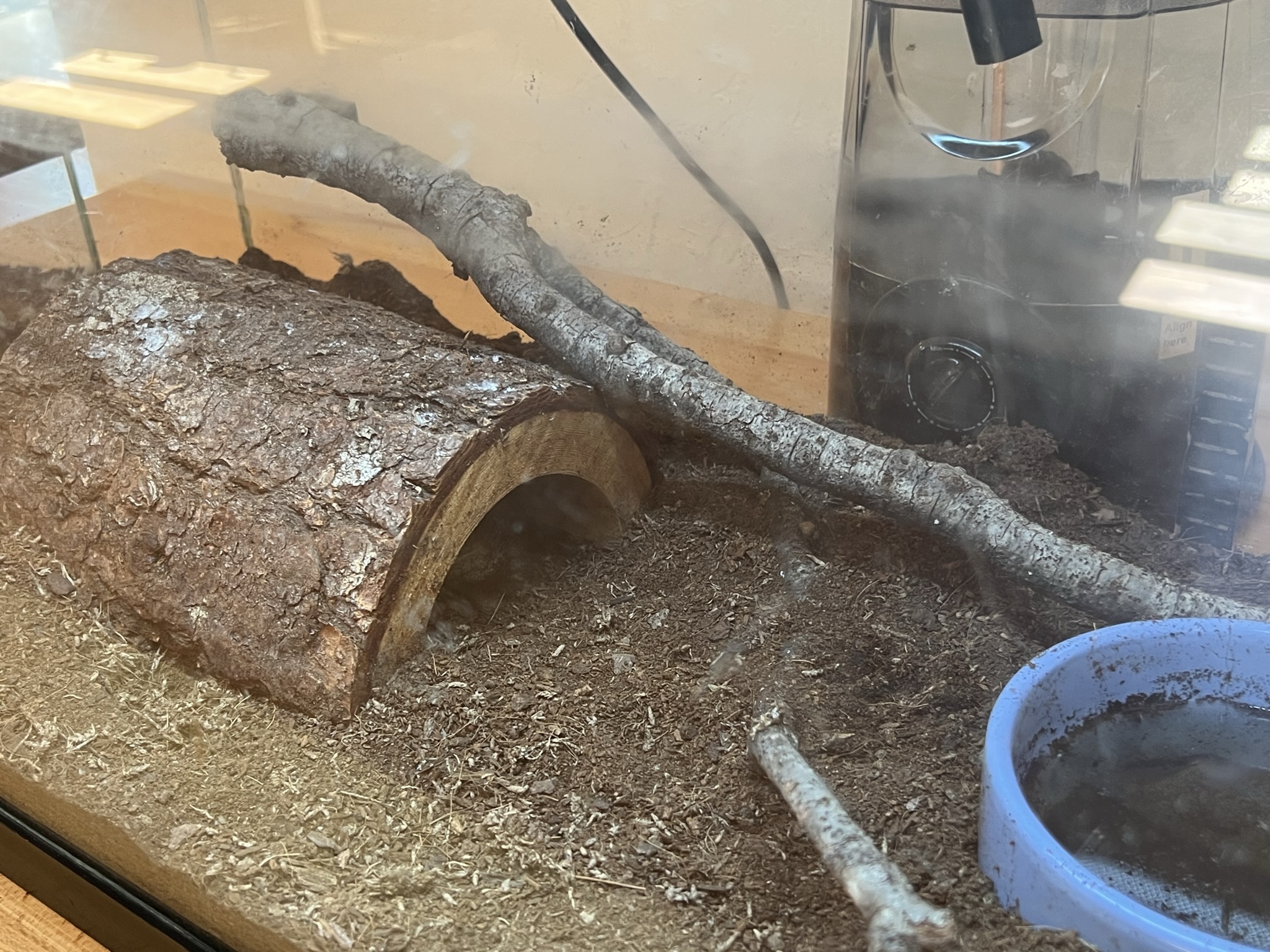 树桩里藏了个蛤蟆