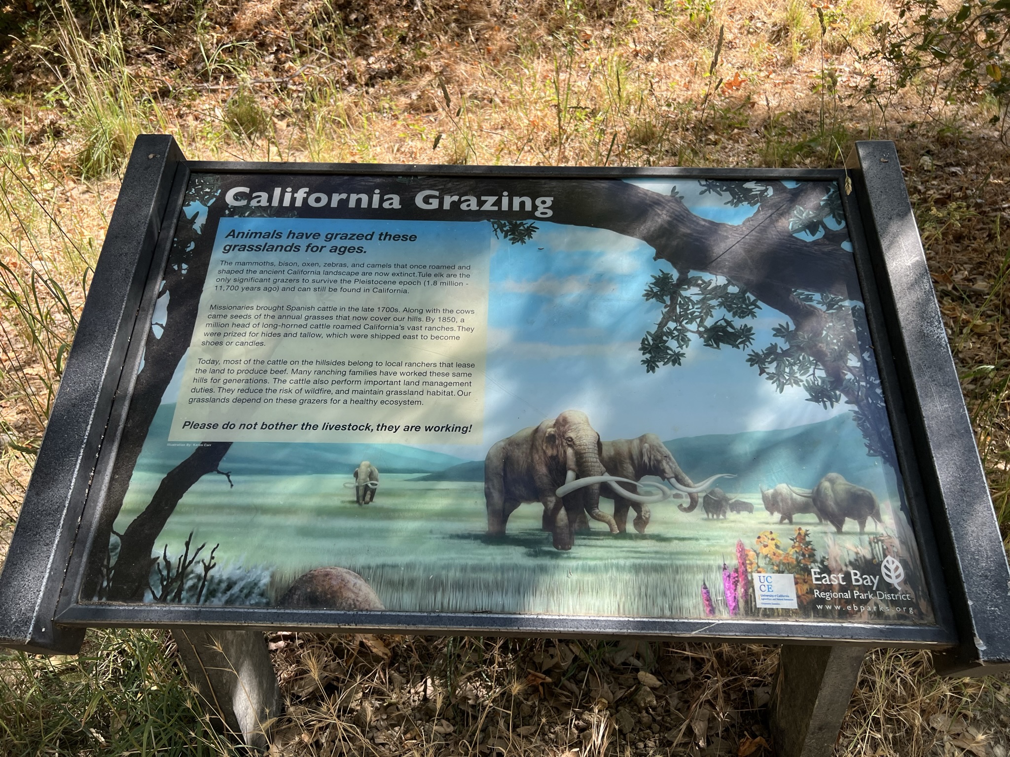 山上养牛产牛肉