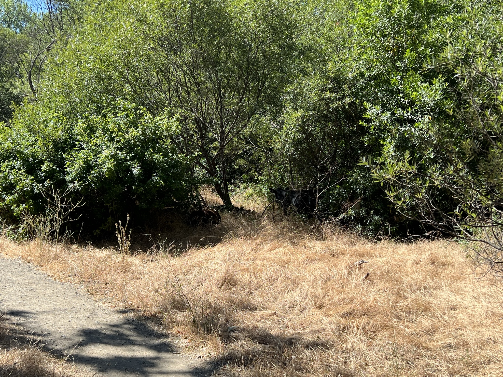 没走几步就碰到牛了，数数里面有几个