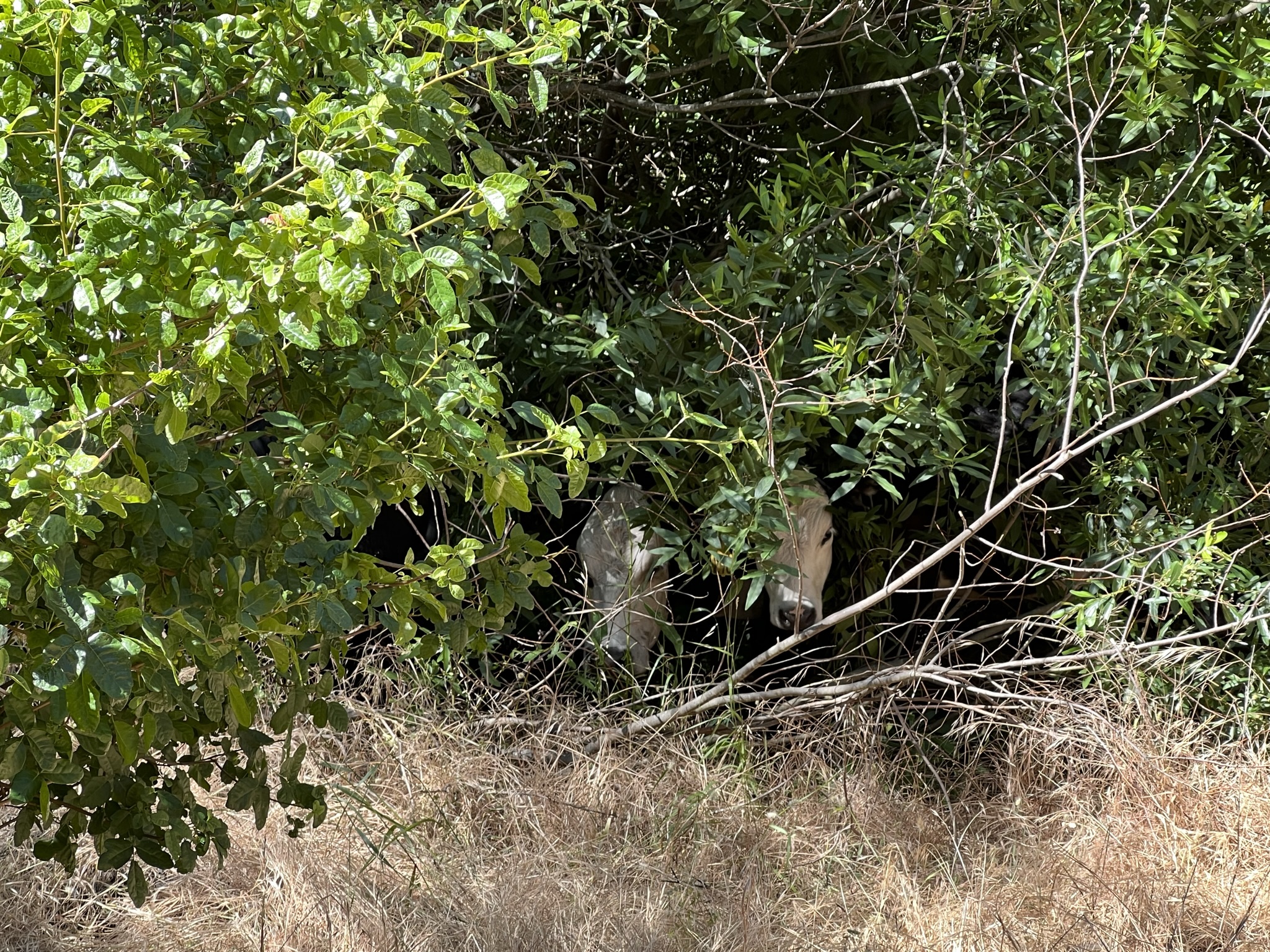 这两个是犊子吗？