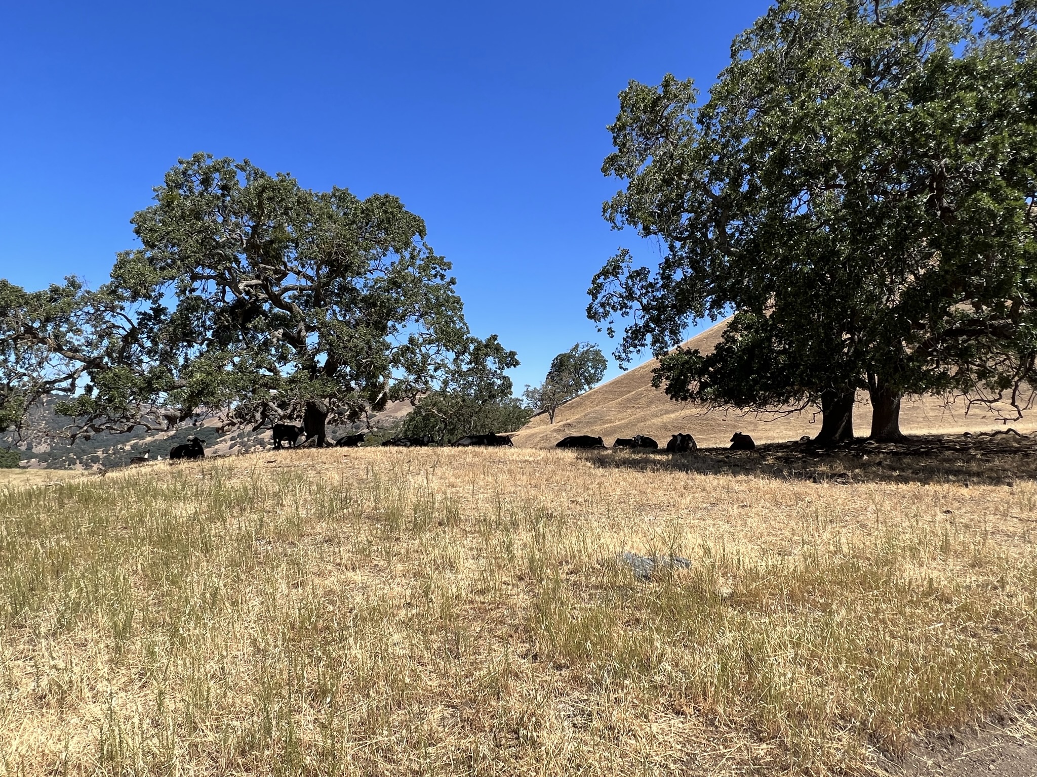 碰到了一群牛在树荫下休息