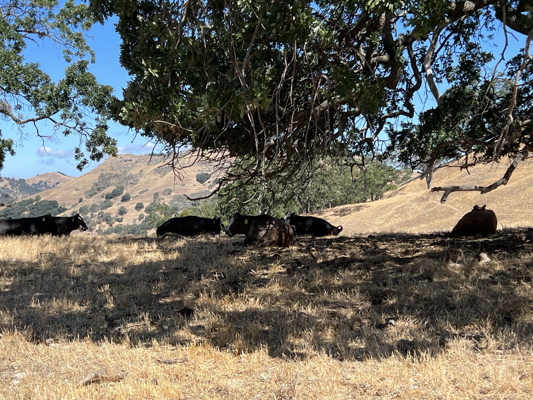 耳朵上打着牌子