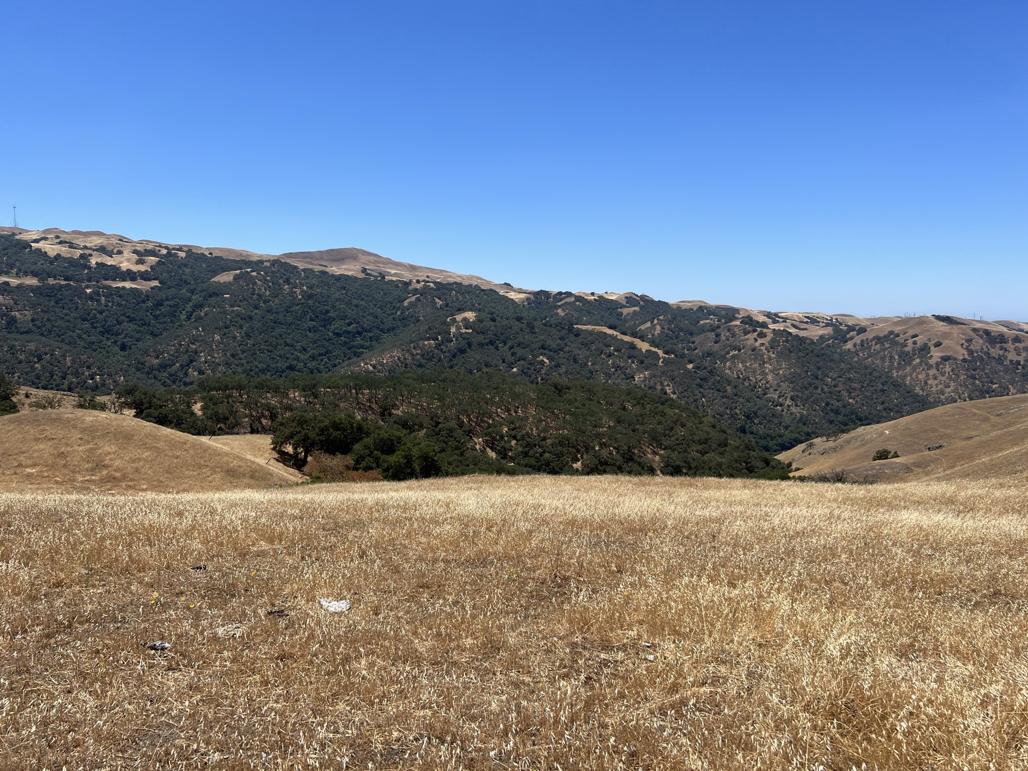 这片树长得特别齐，不晓得是不是人工种出来的