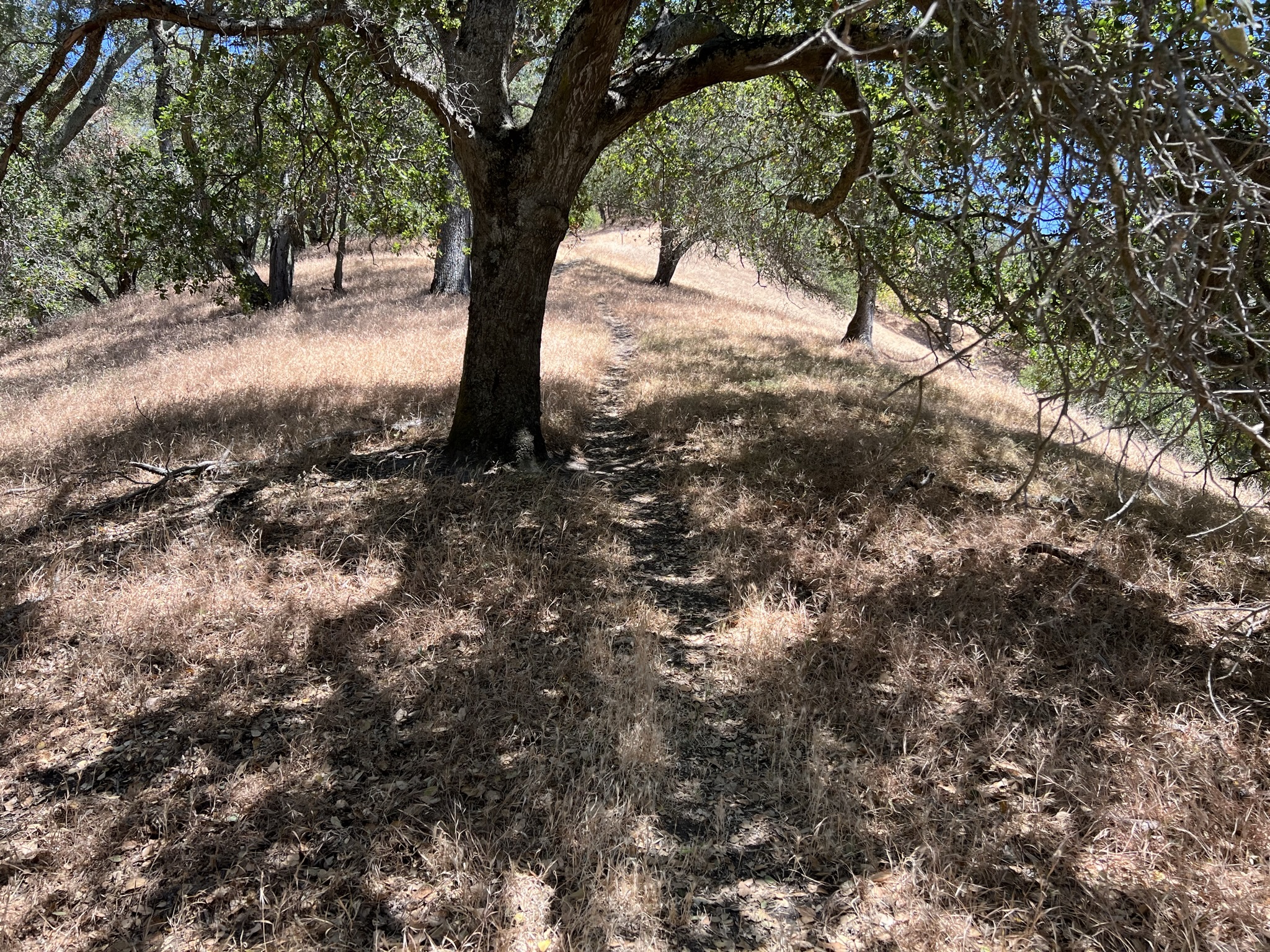 Flag Hill Loop Trail 后半段 60 度仰角上山