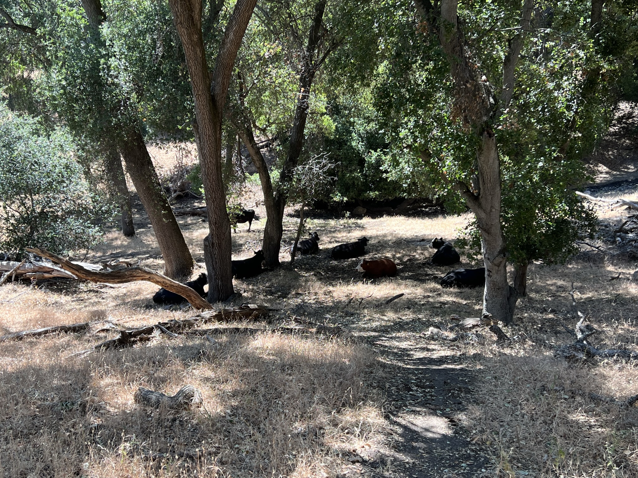 快到起点了，但是被牛群阻挡了去路，我看着他们，他们也看着我，不肯让路，我只能折反换道而行