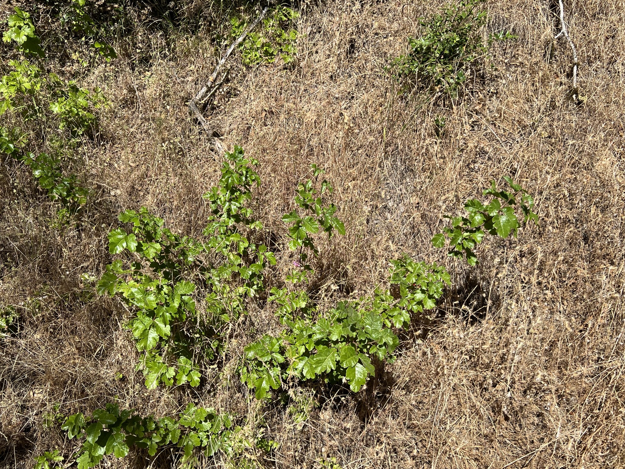 Poison Oak，三片叶子的