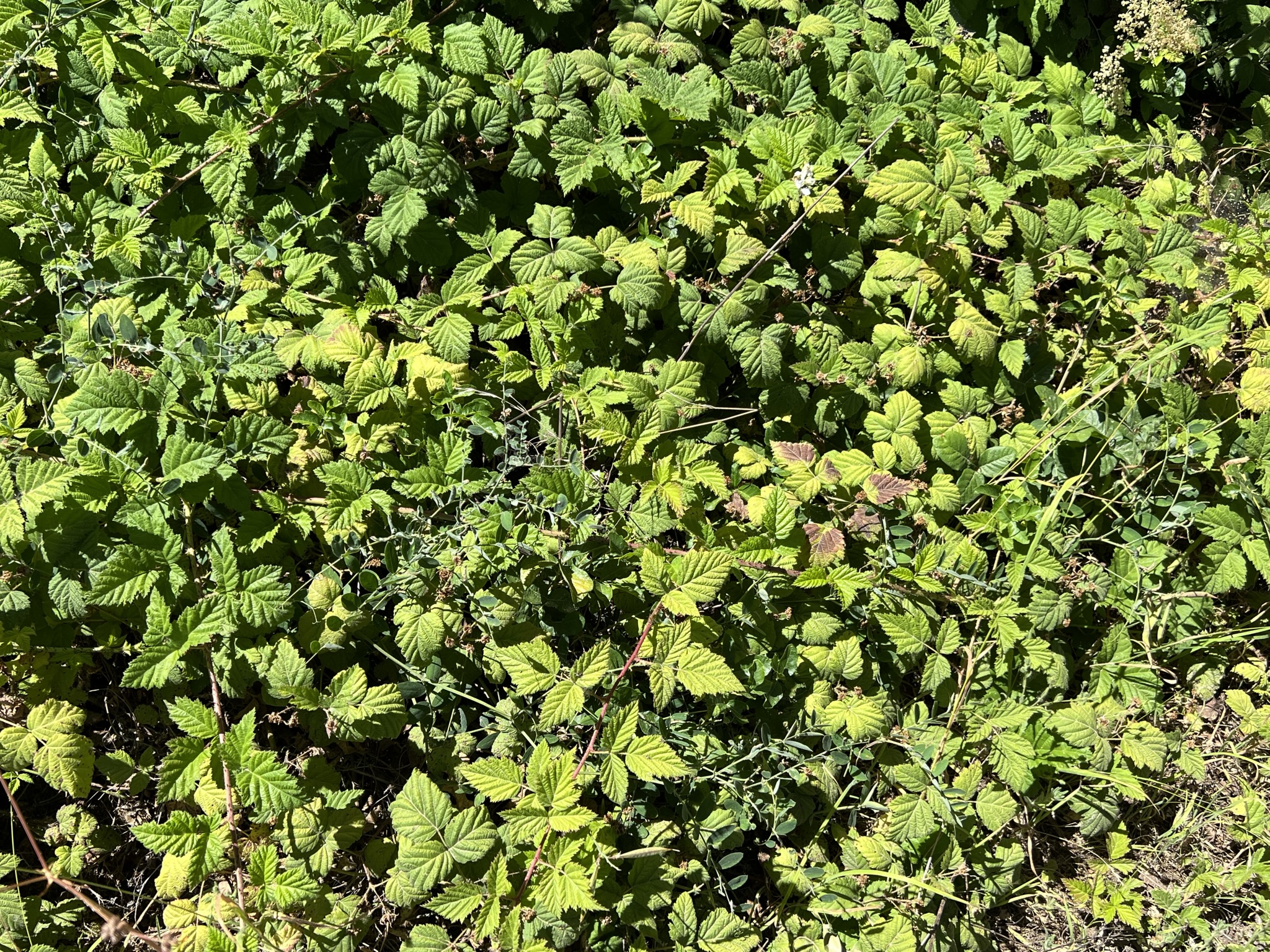 Poison Oak