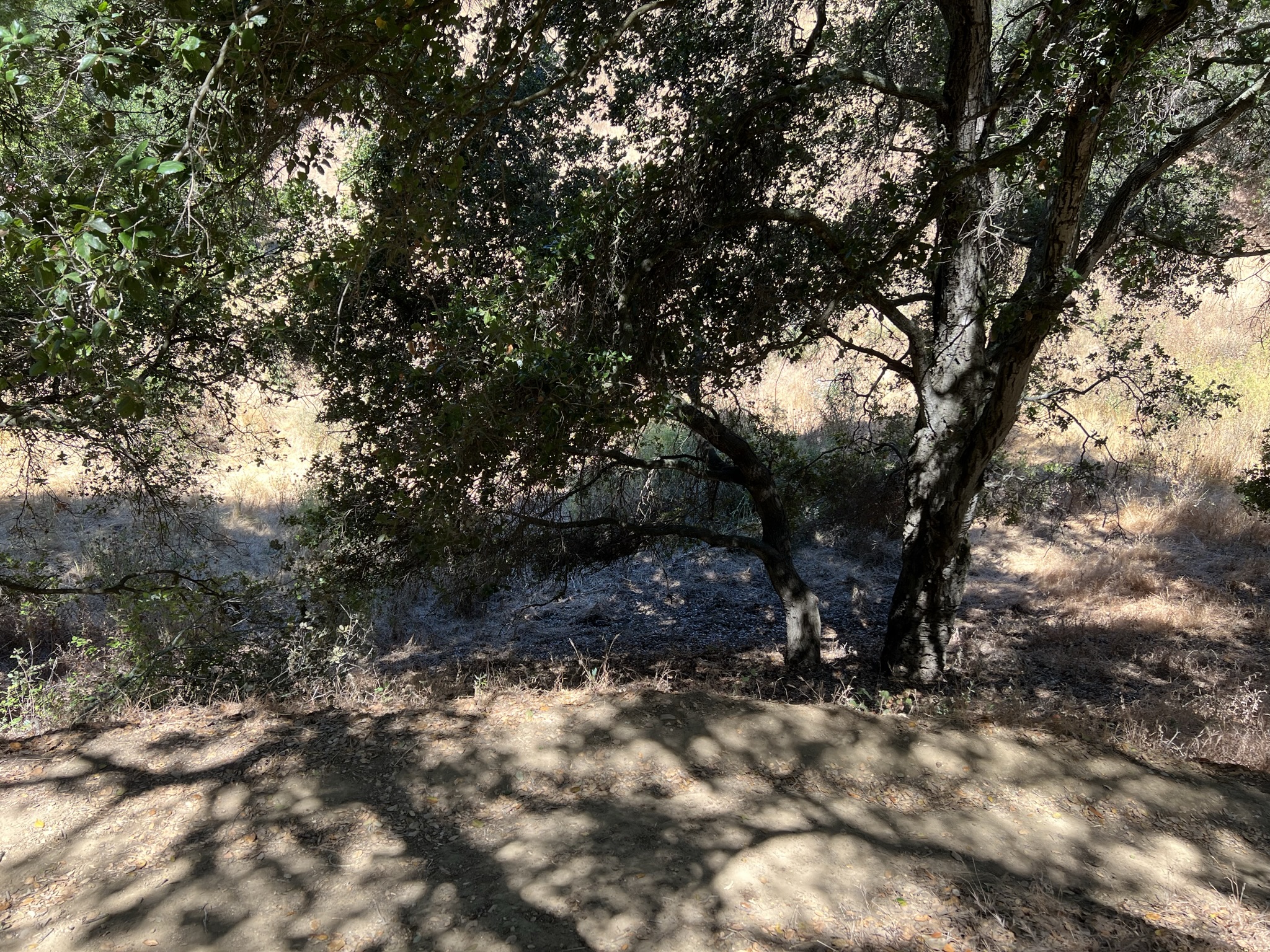 地图上标注这里有水塘，但是已经干涸了