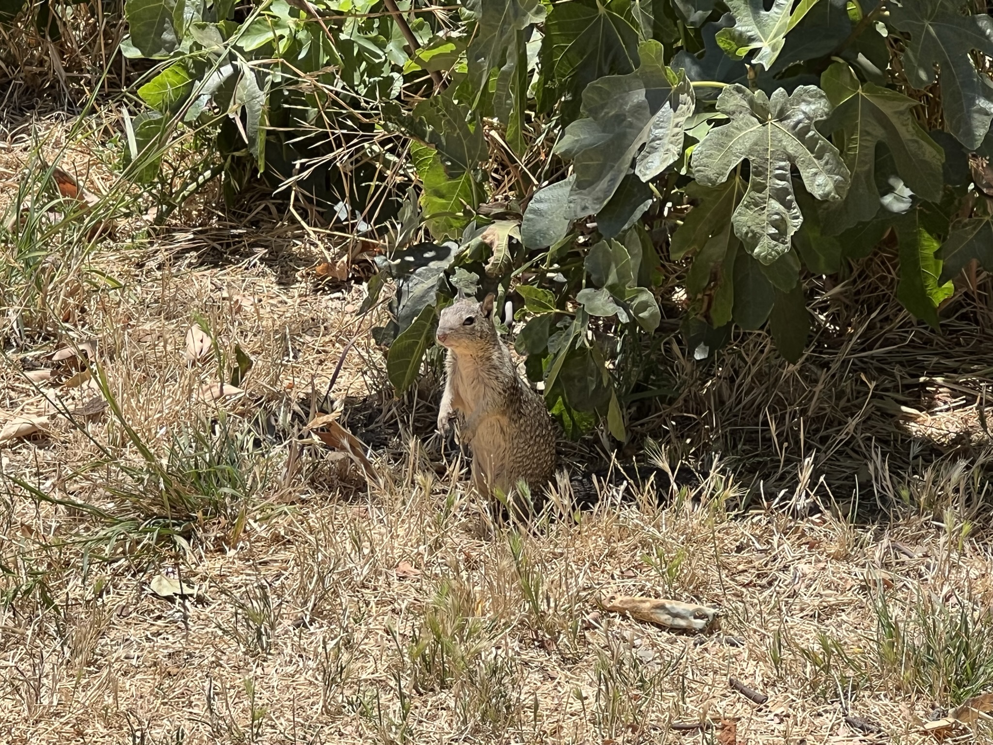 松鼠是住地里的