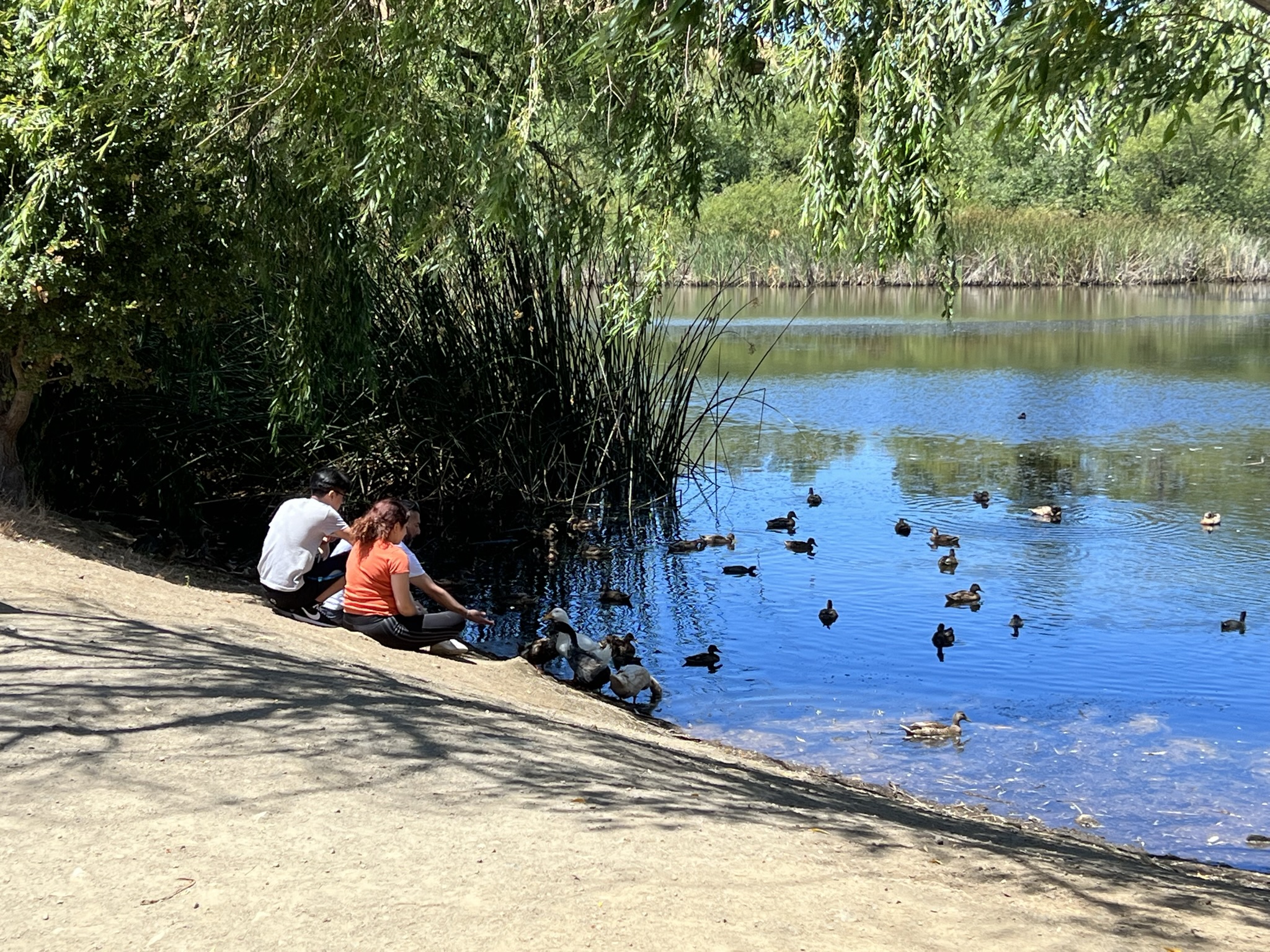 不要投喂野生动物，都这么大人了怎么就不明白呢