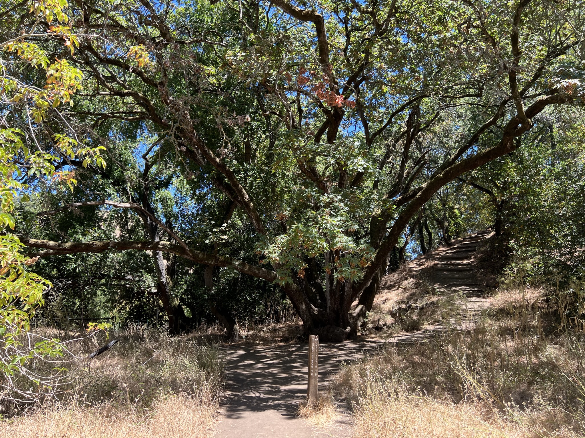 一棵大树把一条路一劈为二