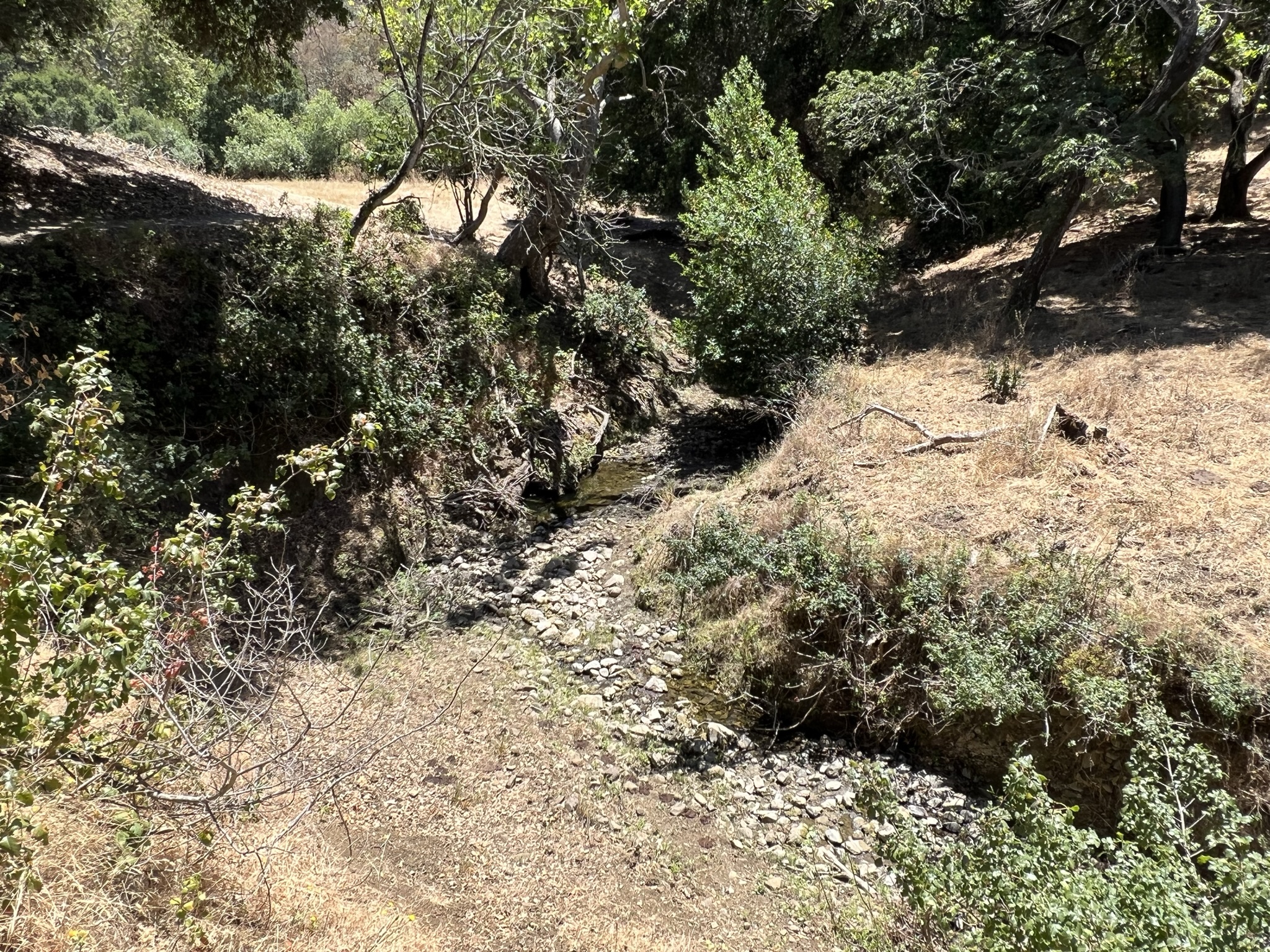 Dry Creek 居然还有一点点水