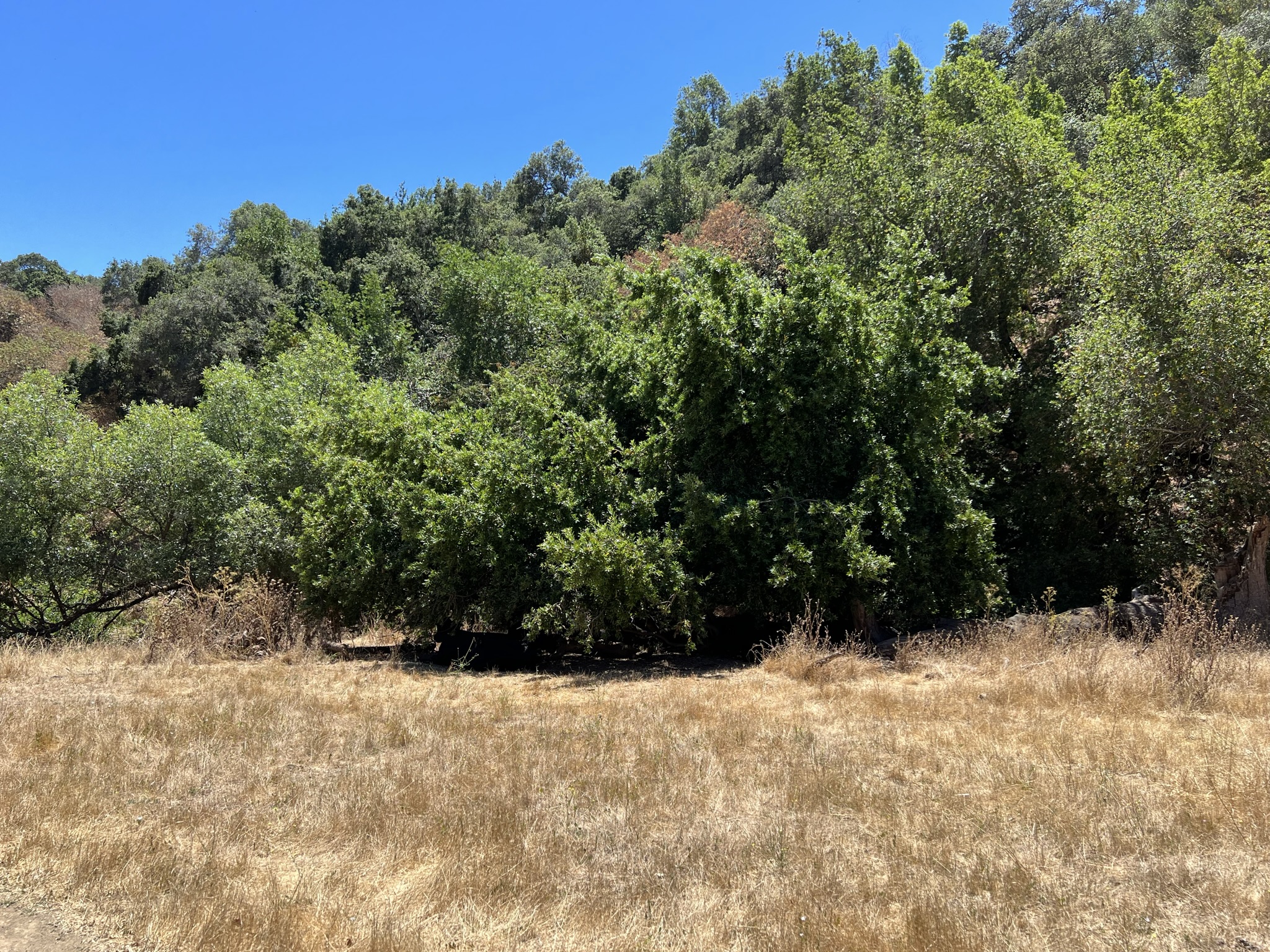 树下趴着乘凉的牛群