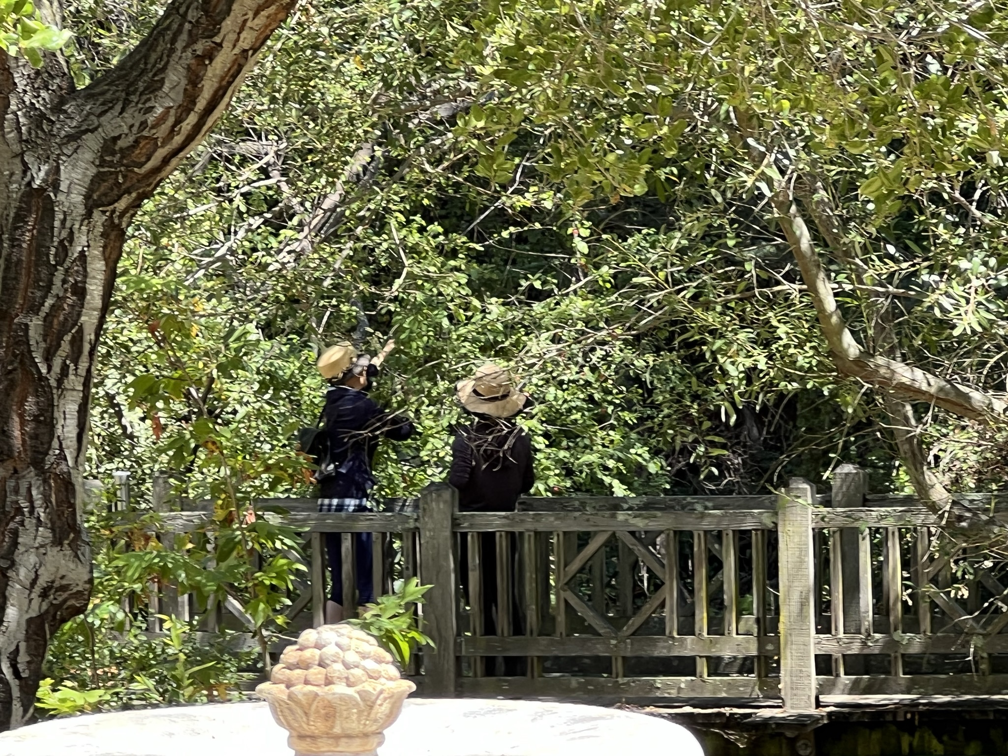 素质比较低的游客居然在公共的花园里采摘果子