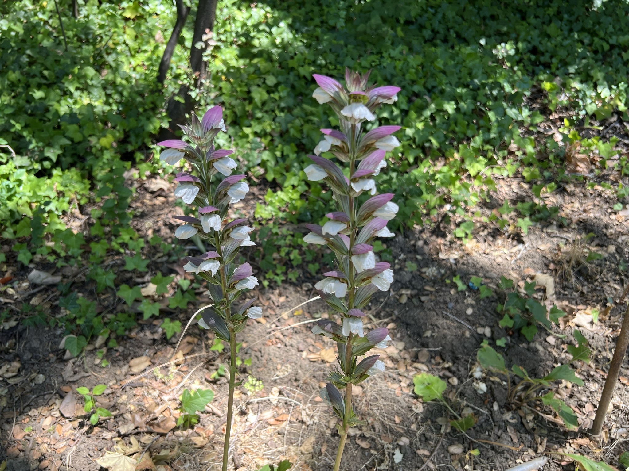 也不知道这个是啥