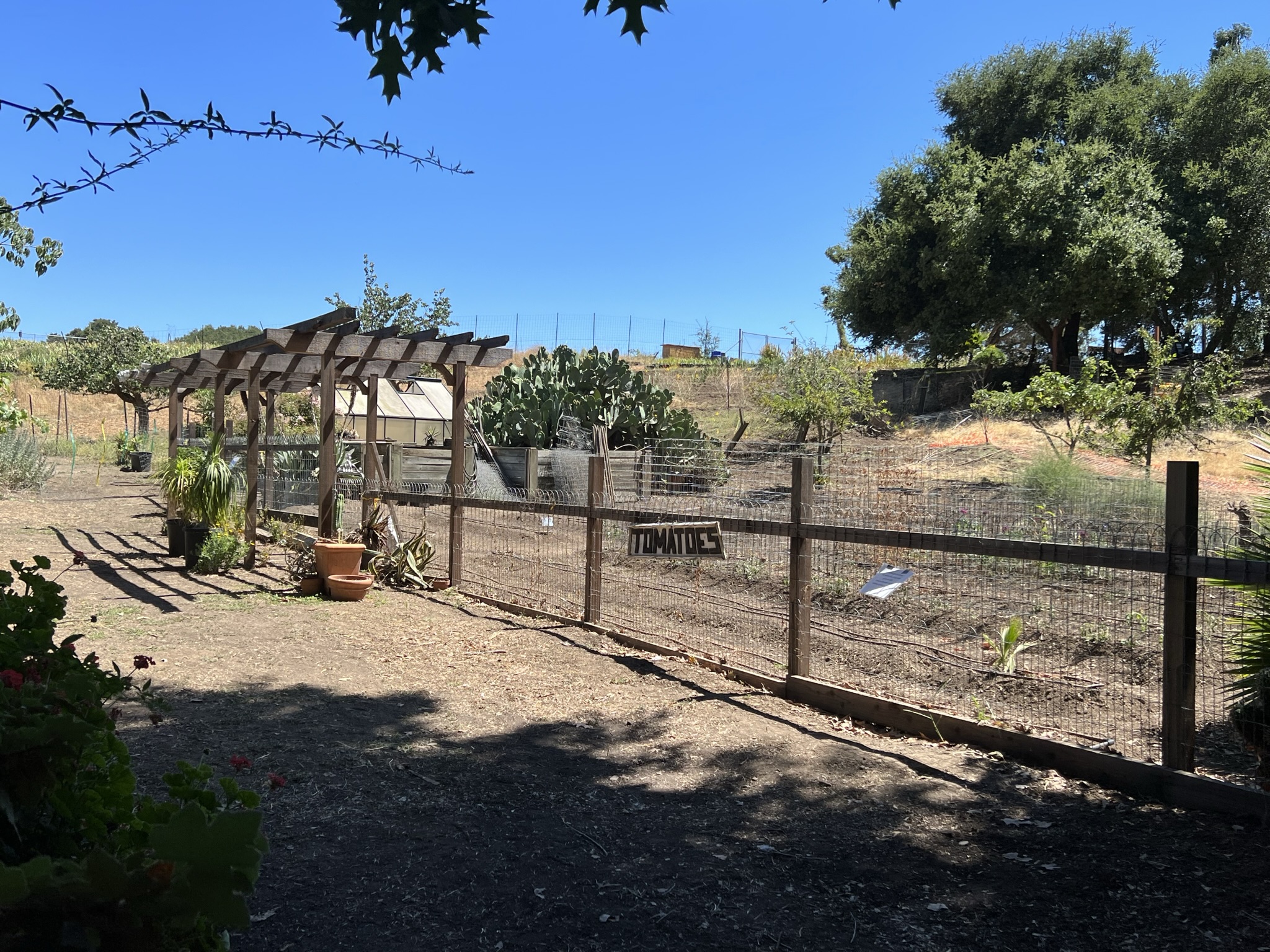 番茄园，后面有仙人掌