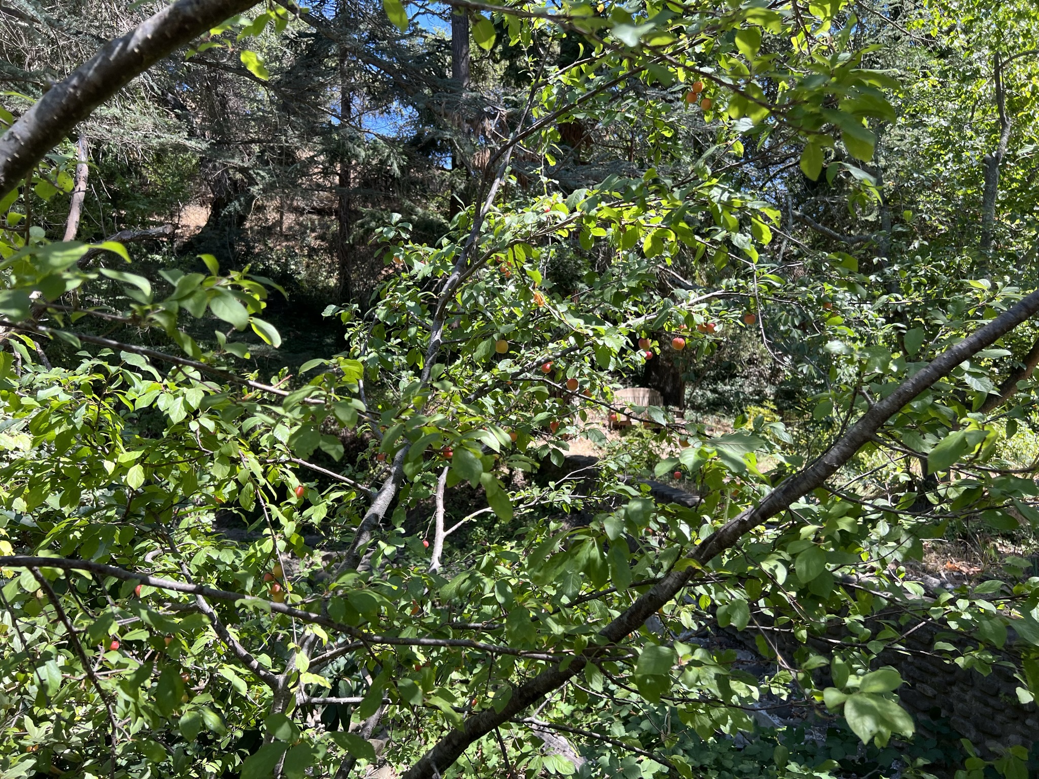 近处的果子都被他们摘光了